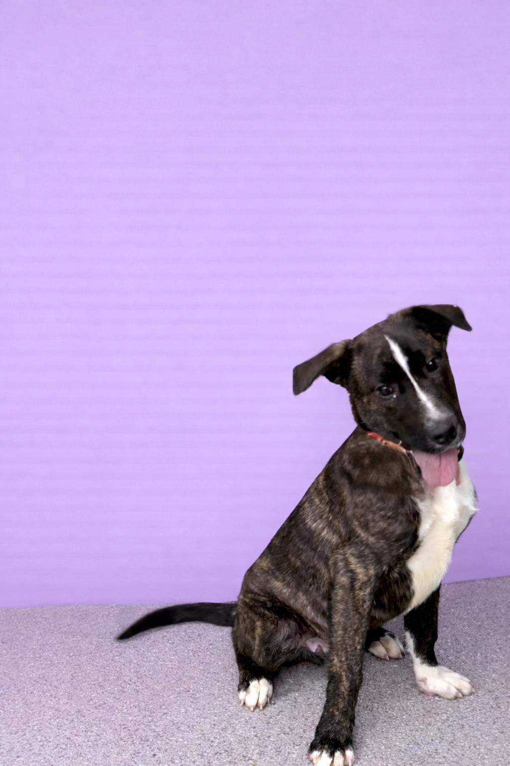 Harvest, Adoptable, Puppy Male Boxer & Australian Shepherd.