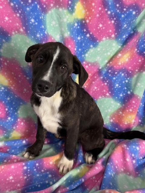 Harvest, a Adoptable mixed breed in East Sparta, OH image 4/6