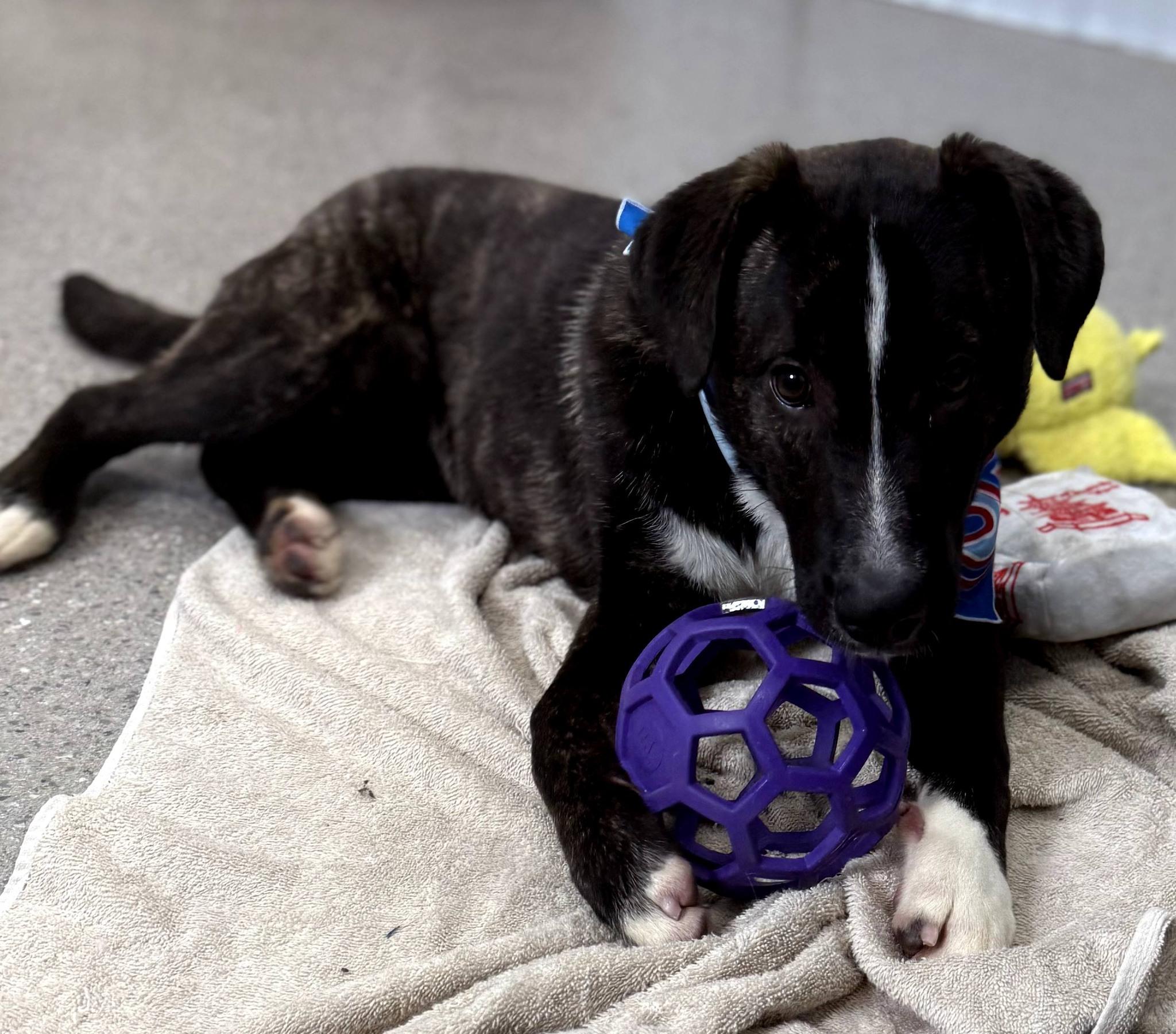 Harvest, Adoptable, Puppy Male Boxer & Australian Shepherd.