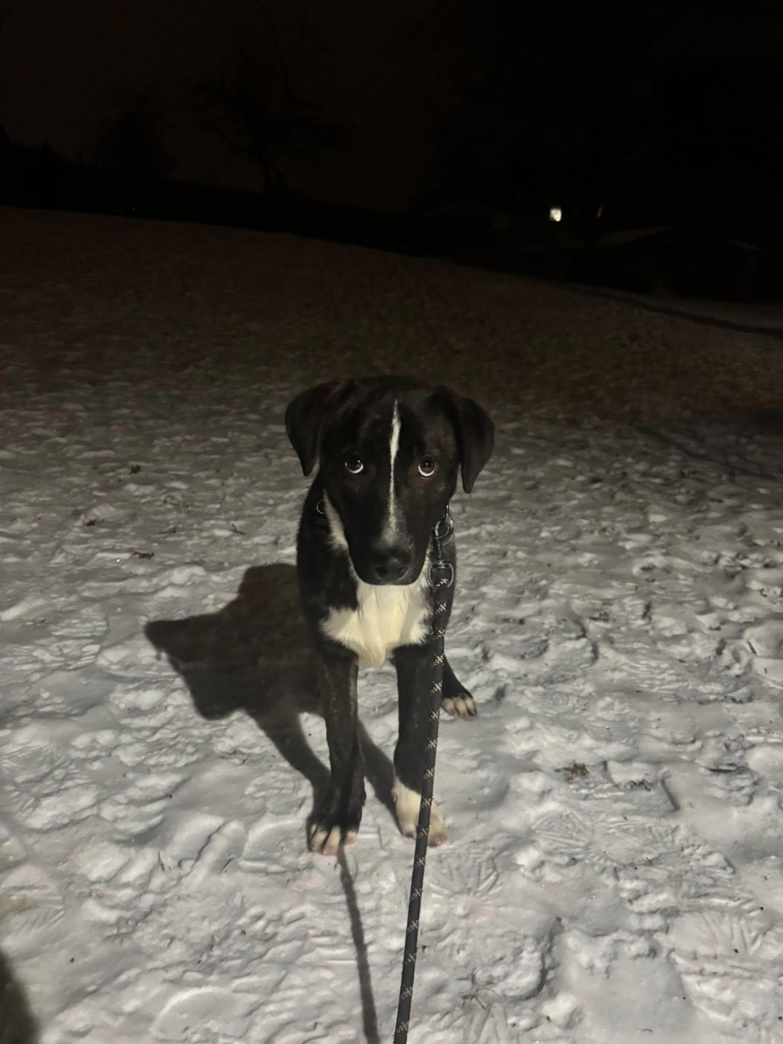 Enlarge Harvest, a Adoptable mixed breed in East Sparta, OH image 5/5