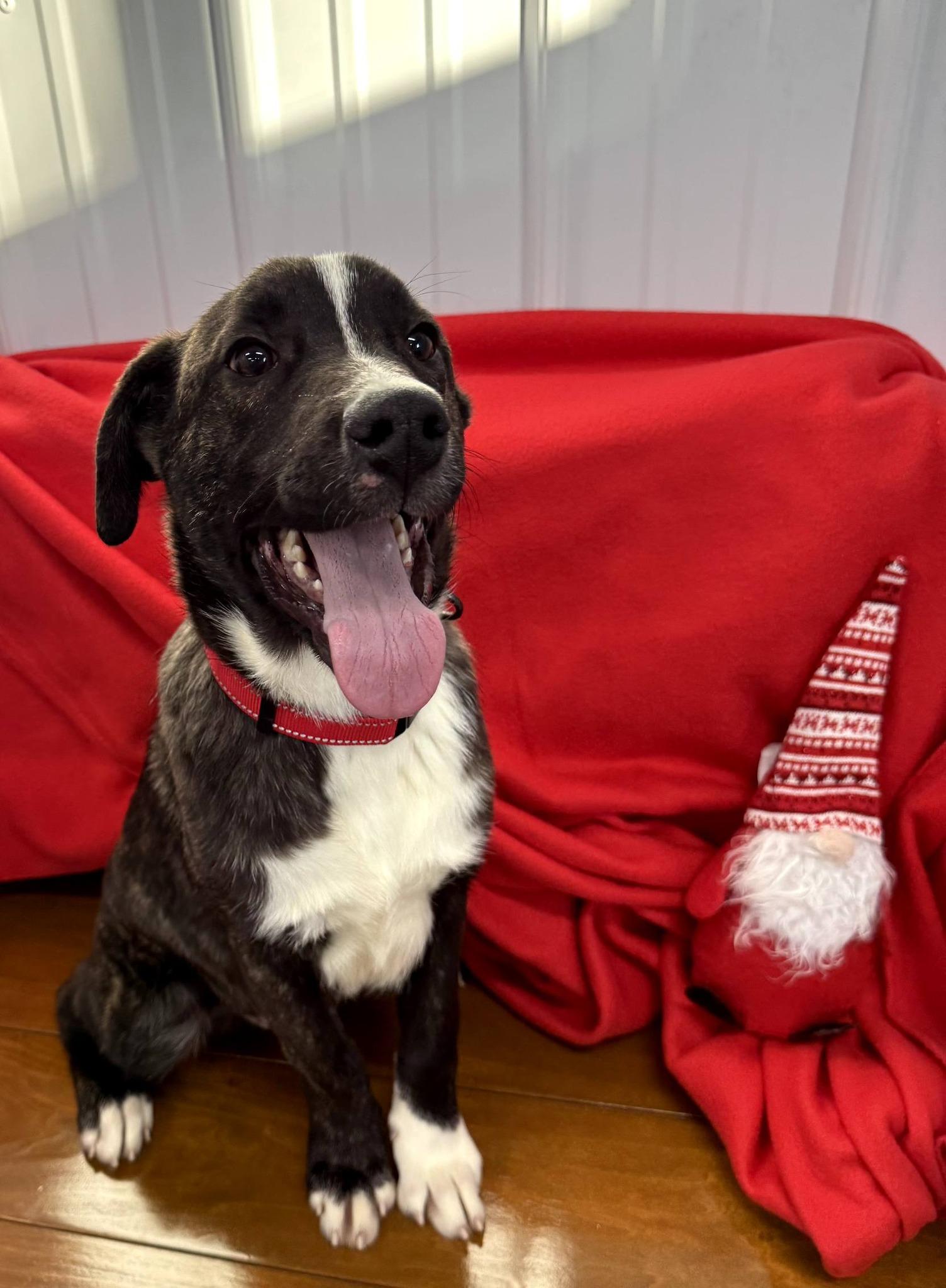 Harvest, Adoptable, Puppy Male Boxer & Australian Shepherd.
