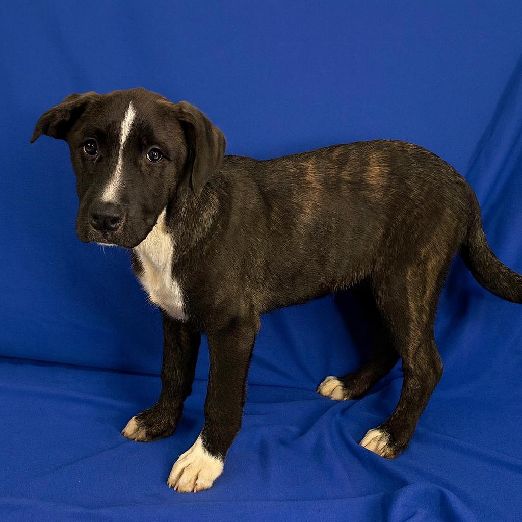 Harvest, Adoptable, Puppy Male Boxer & Australian Shepherd.