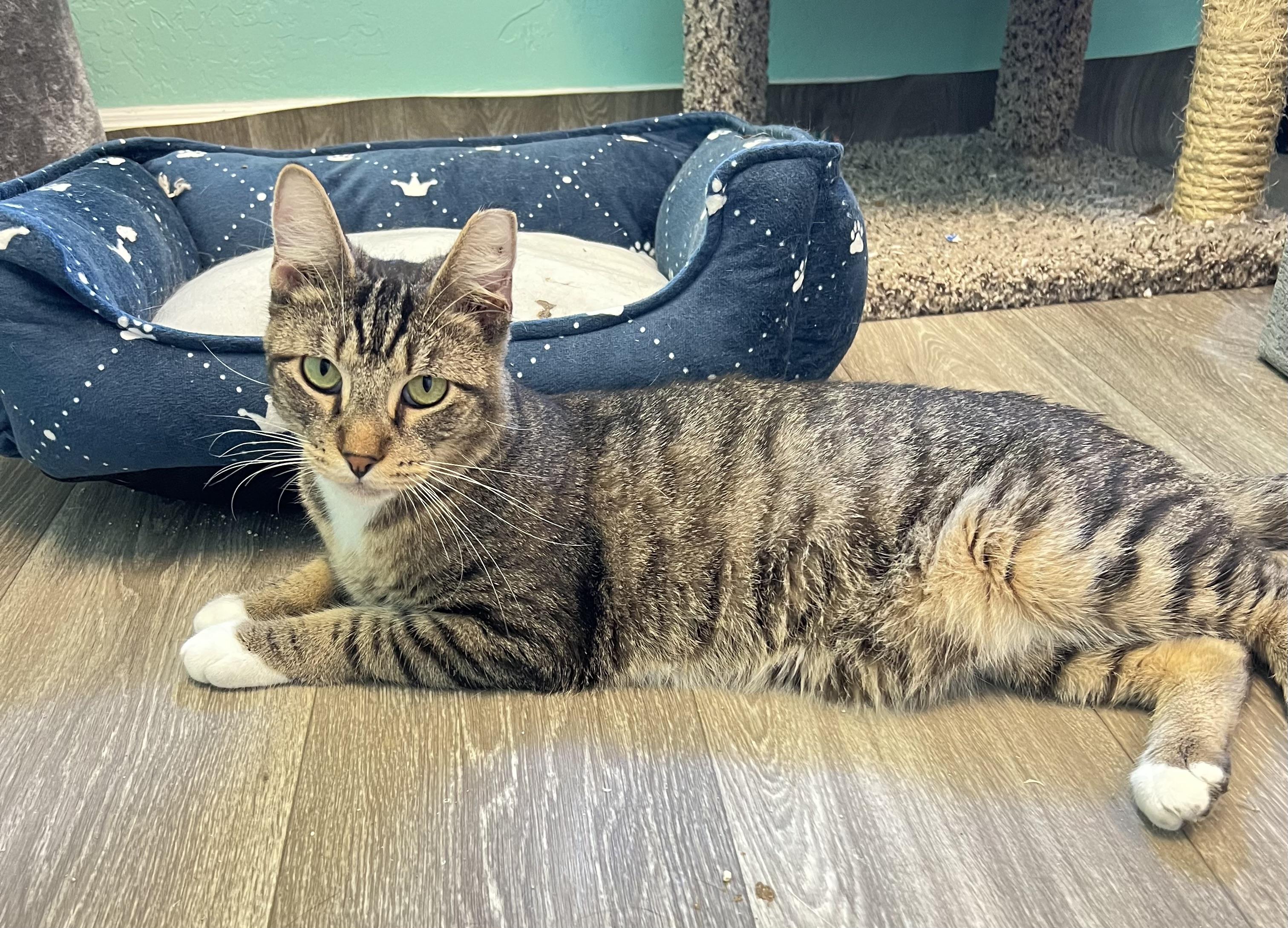 Enlarge Henry, a Adoptable mixed breed in Mesa, AZ image 1/3