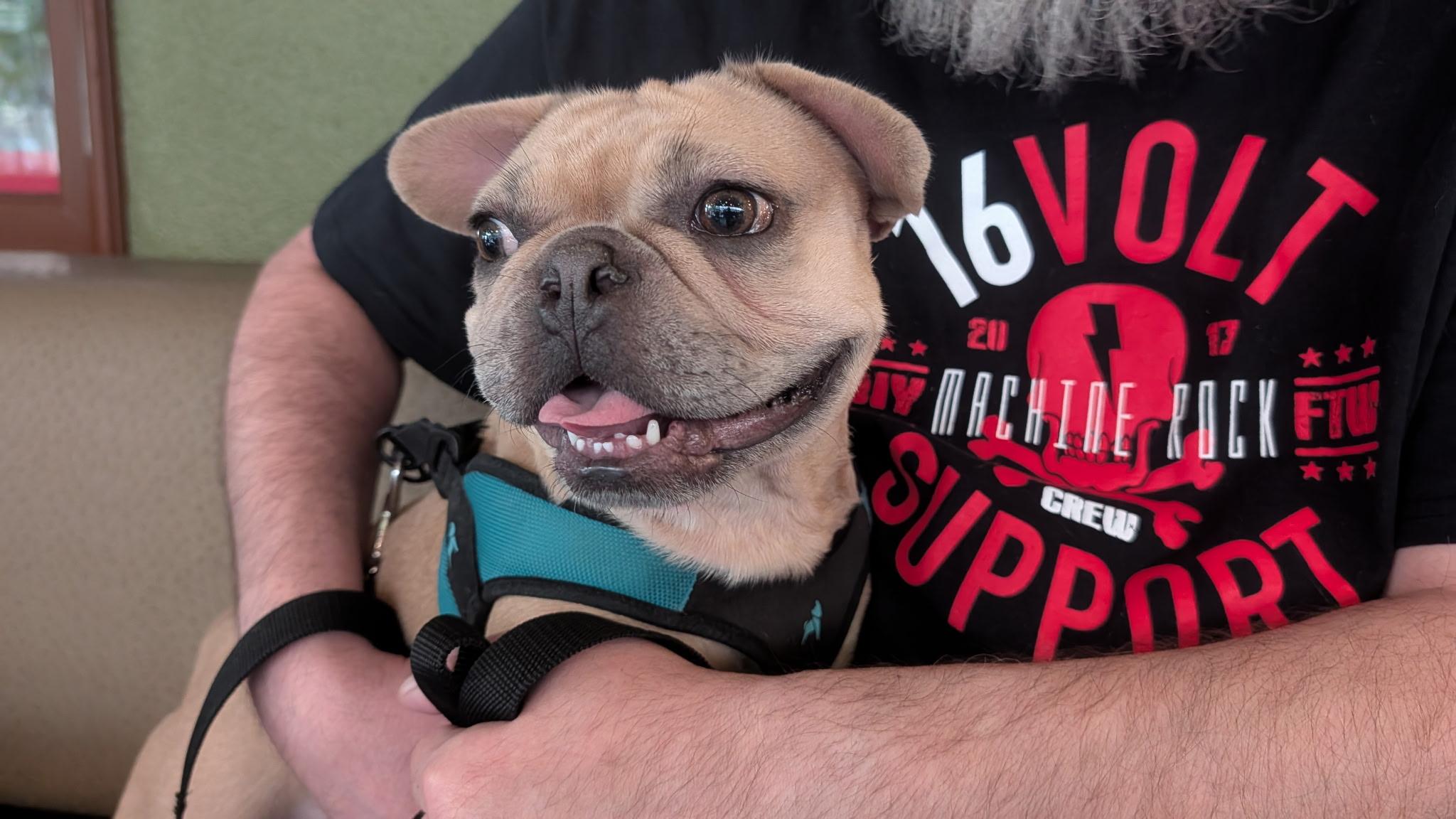 Meet Baby Brie, an adopted French Bulldog in Pittsfield, MA image 5/5