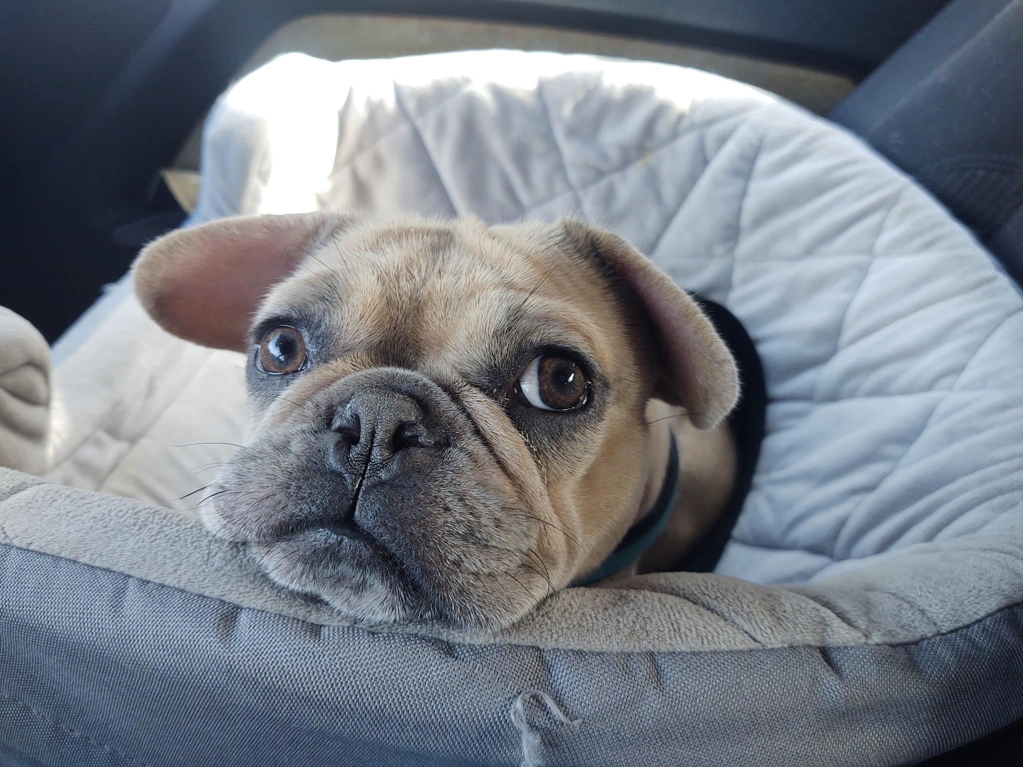 Meet Baby Brie, an adopted French Bulldog in Pittsfield, MA image 1/5
