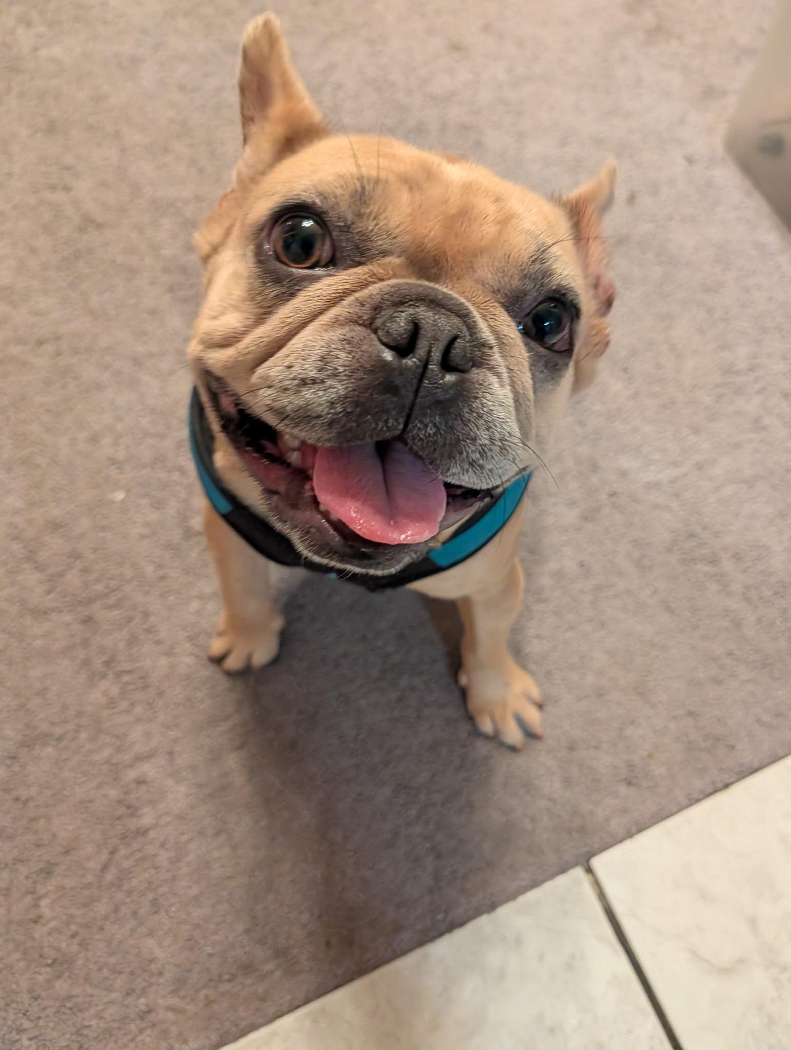 Meet Baby Brie, an adopted French Bulldog in Pittsfield, MA image 2/5