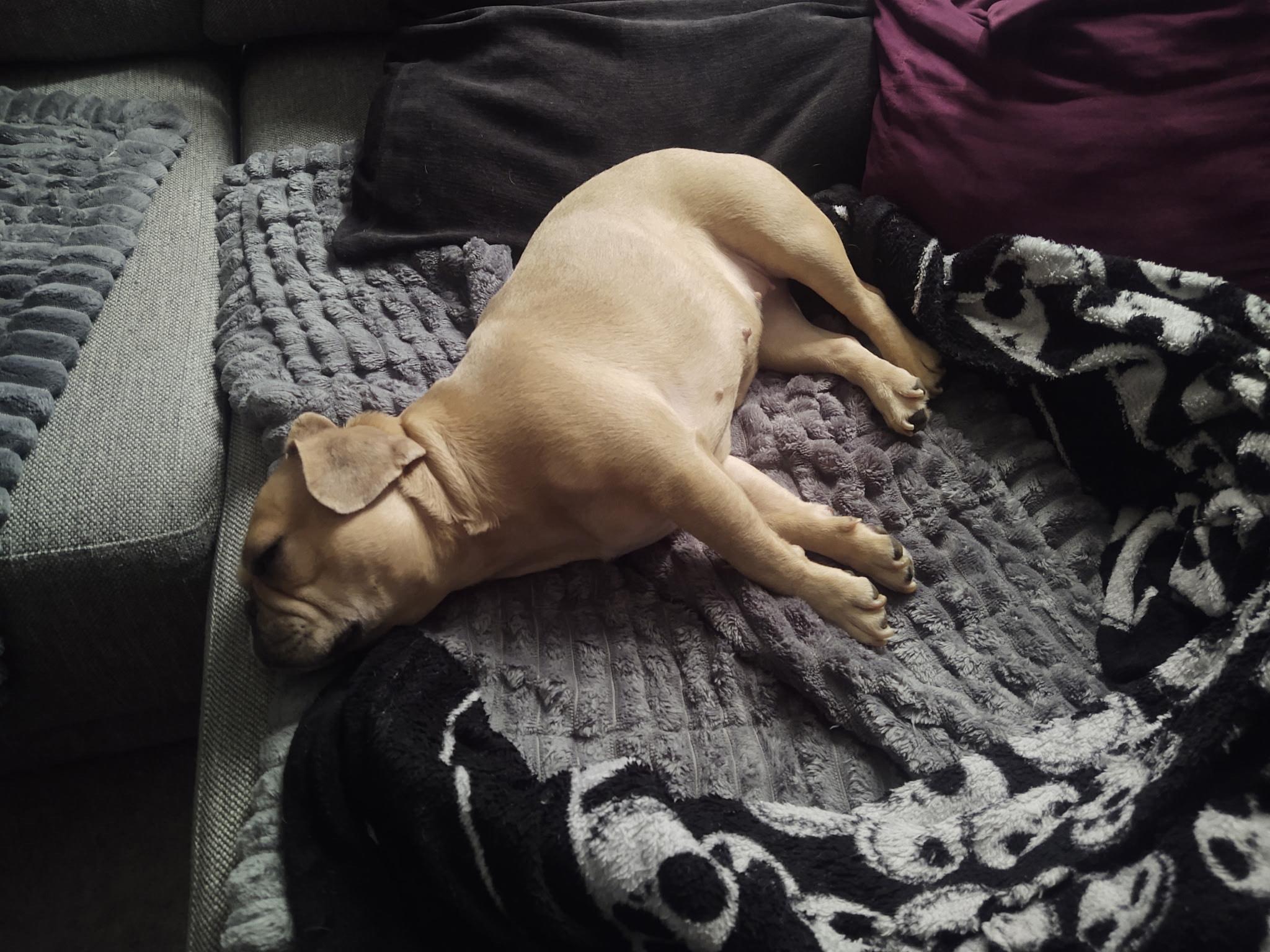 Meet Baby Brie, an adopted French Bulldog in Pittsfield, MA image 3/5