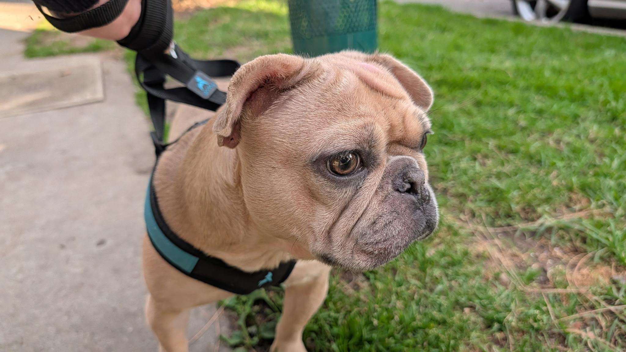 Meet Baby Brie, an adopted French Bulldog in Pittsfield, MA image 4/5