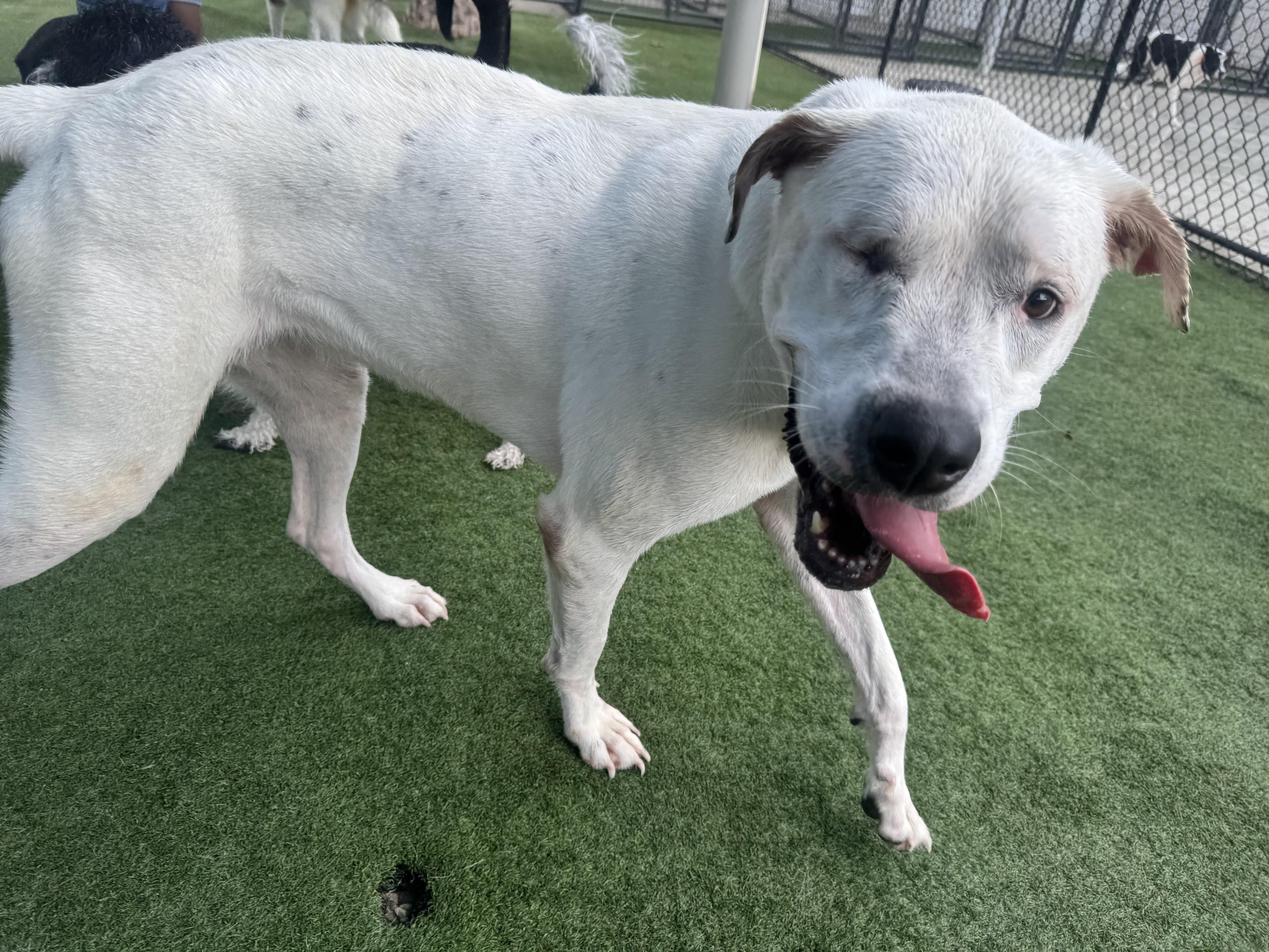 Enlarge Daffodil, a Adoptable mixed breed in Tampa, FL image 1/6