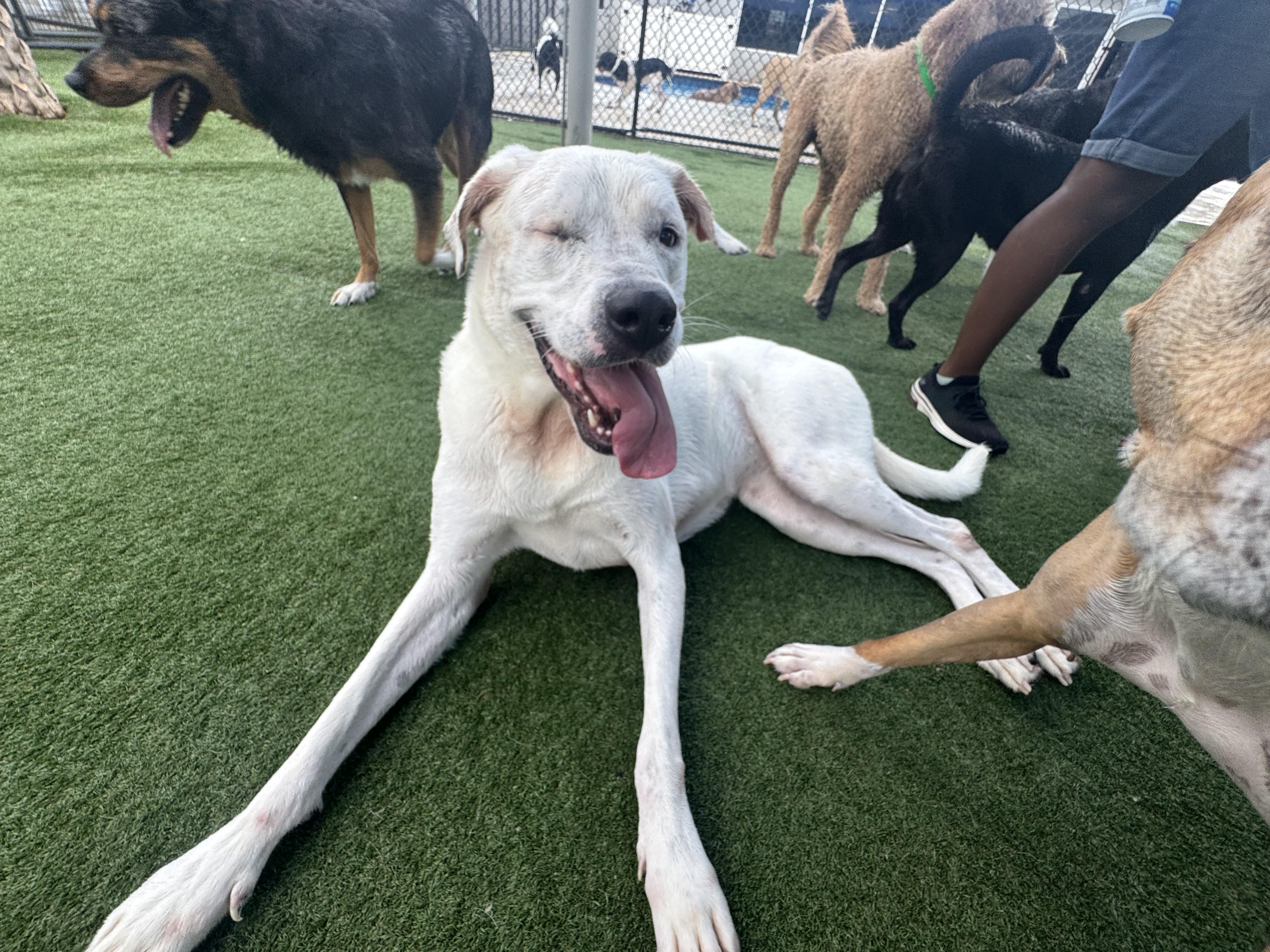 Enlarge Daffodil, a Adoptable mixed breed in Tampa, FL image 2/6