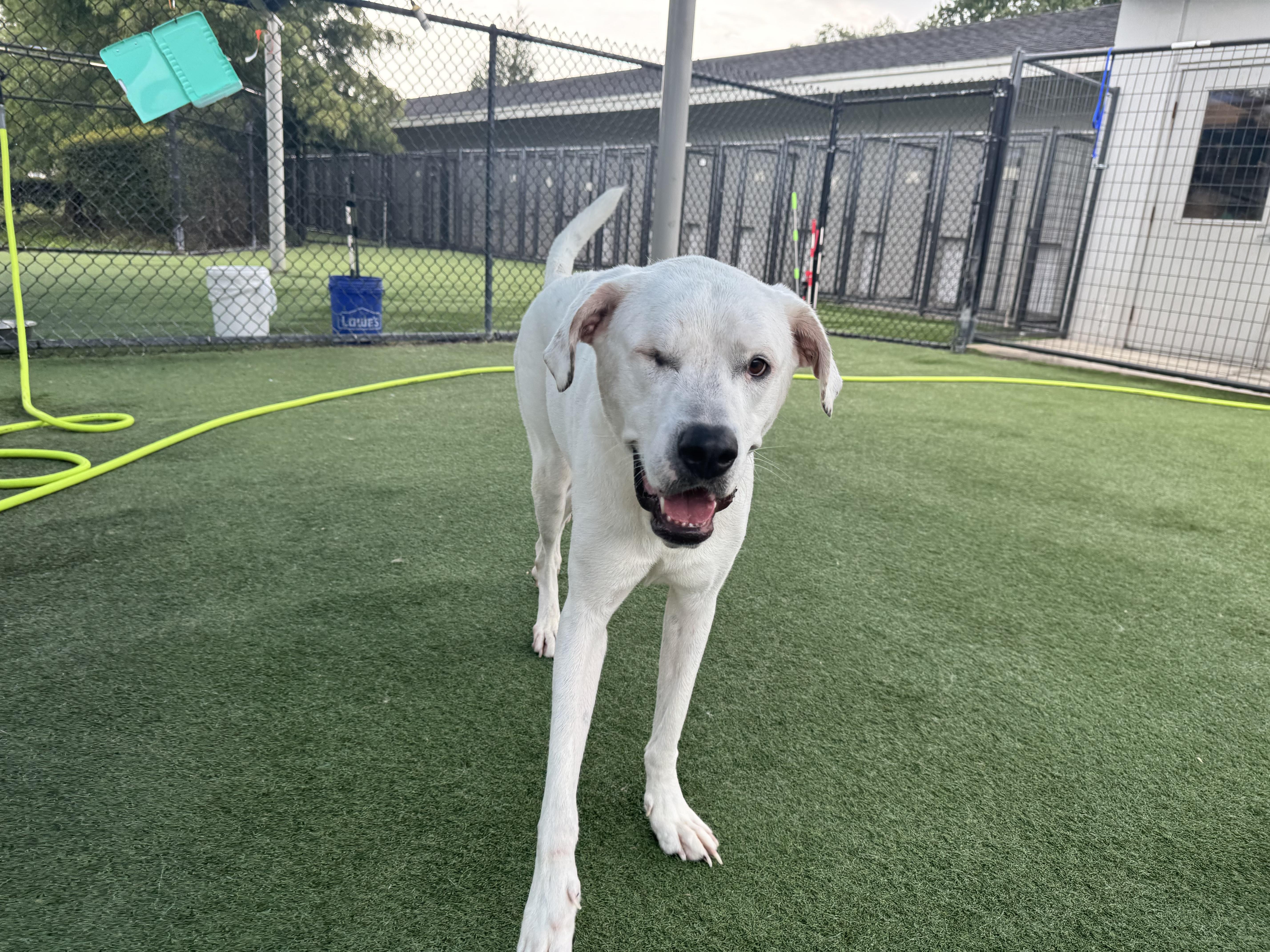 Enlarge Daffodil, a Adoptable mixed breed in Tampa, FL image 3/6