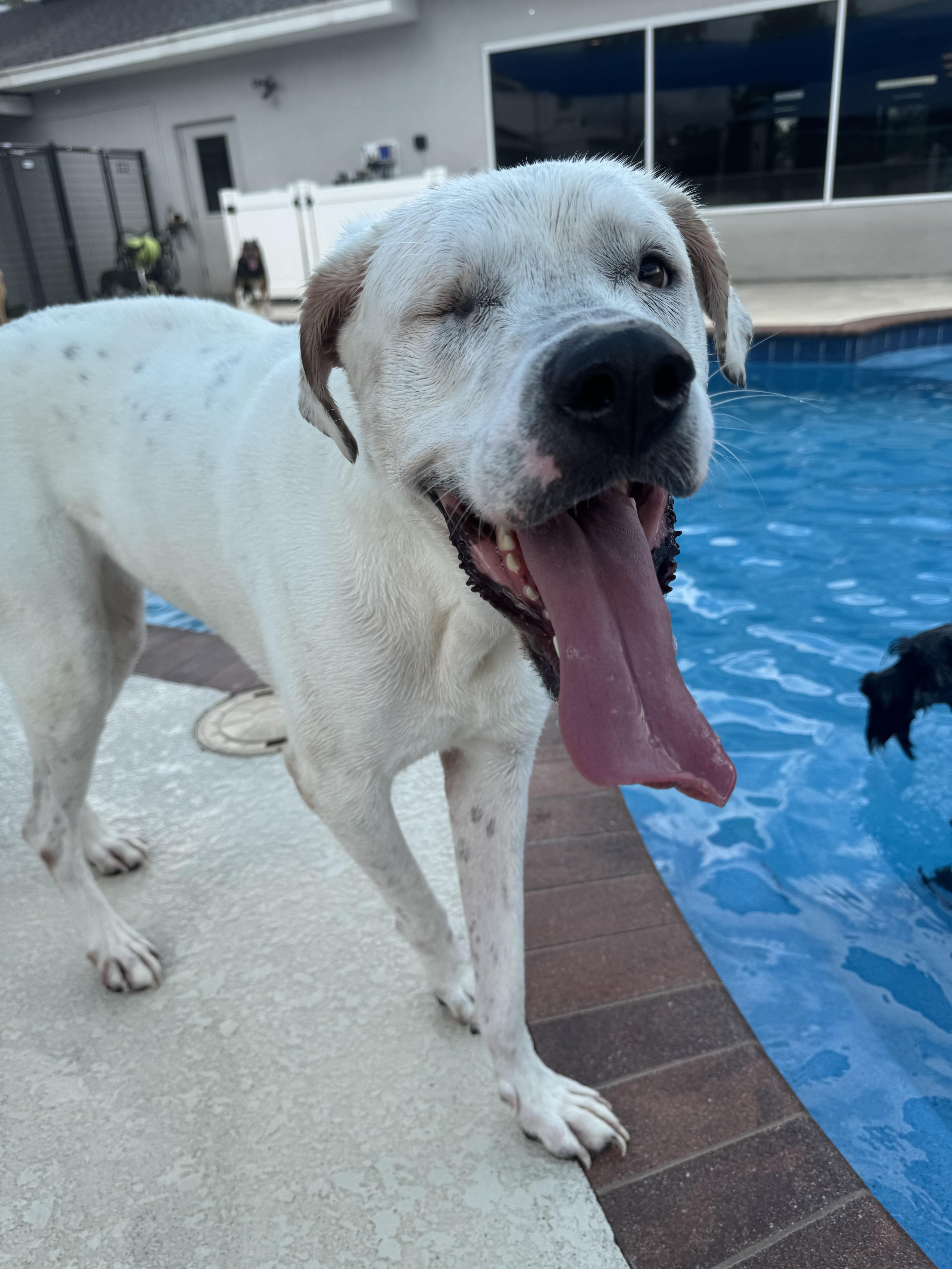 Enlarge Daffodil, a Adoptable mixed breed in Tampa, FL image 6/6