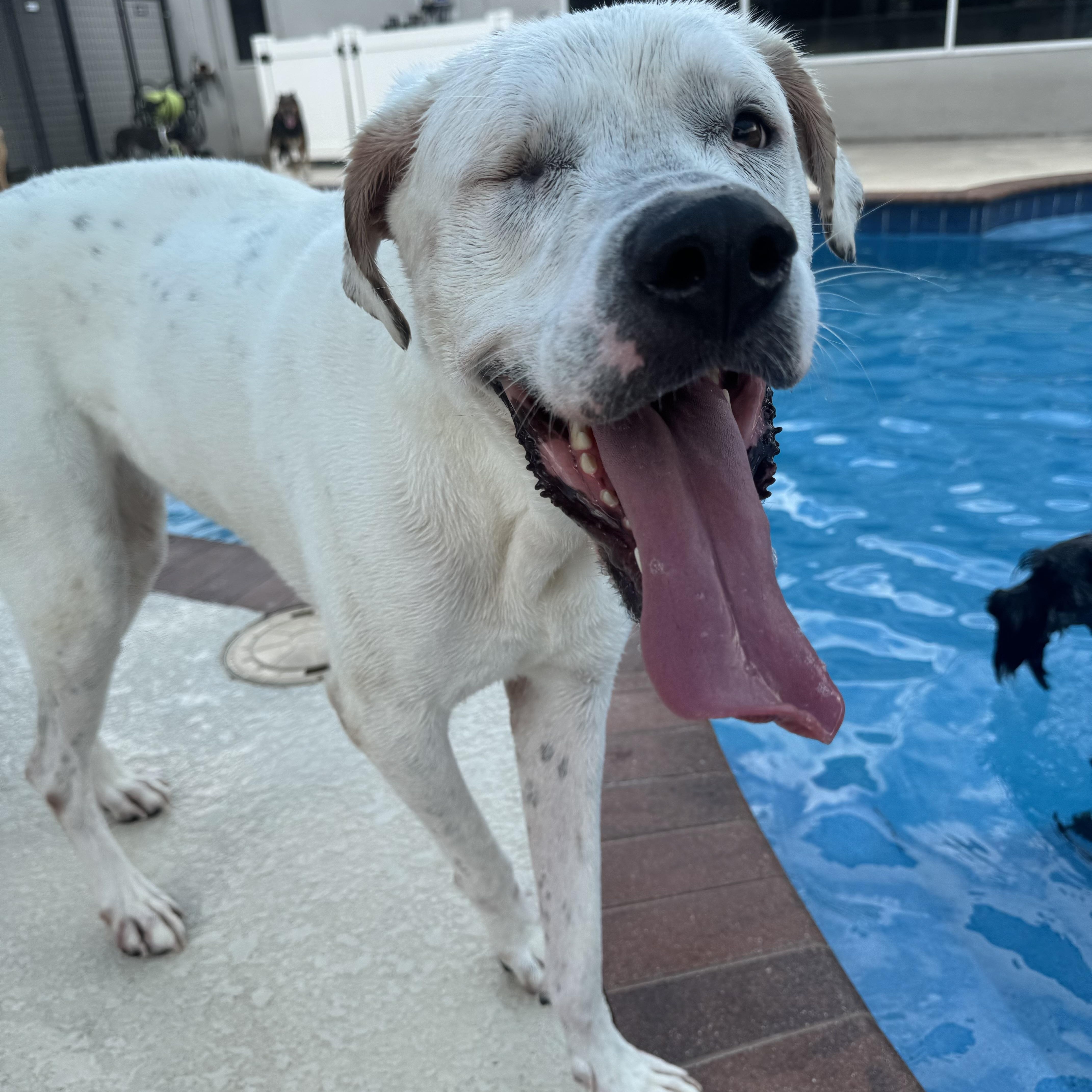 Enlarge Daffodil, a Adoptable mixed breed in Tampa, FL image 6/6