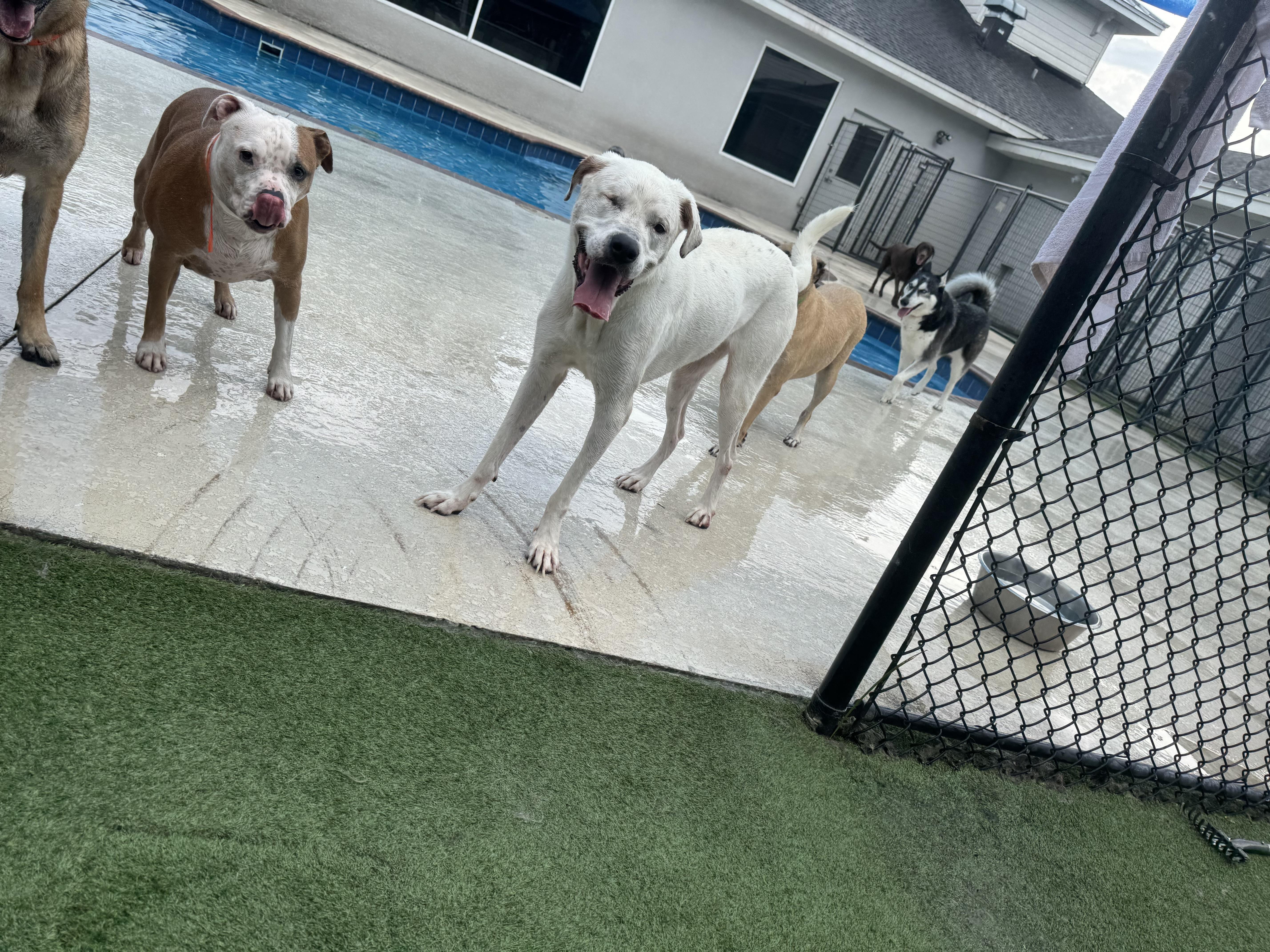 Enlarge Daffodil, a Adoptable mixed breed in Tampa, FL image 4/6