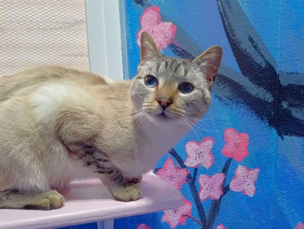 Uzumaki, a Adoptable Domestic Short Hair in Colorado Springs, CO image 1/3