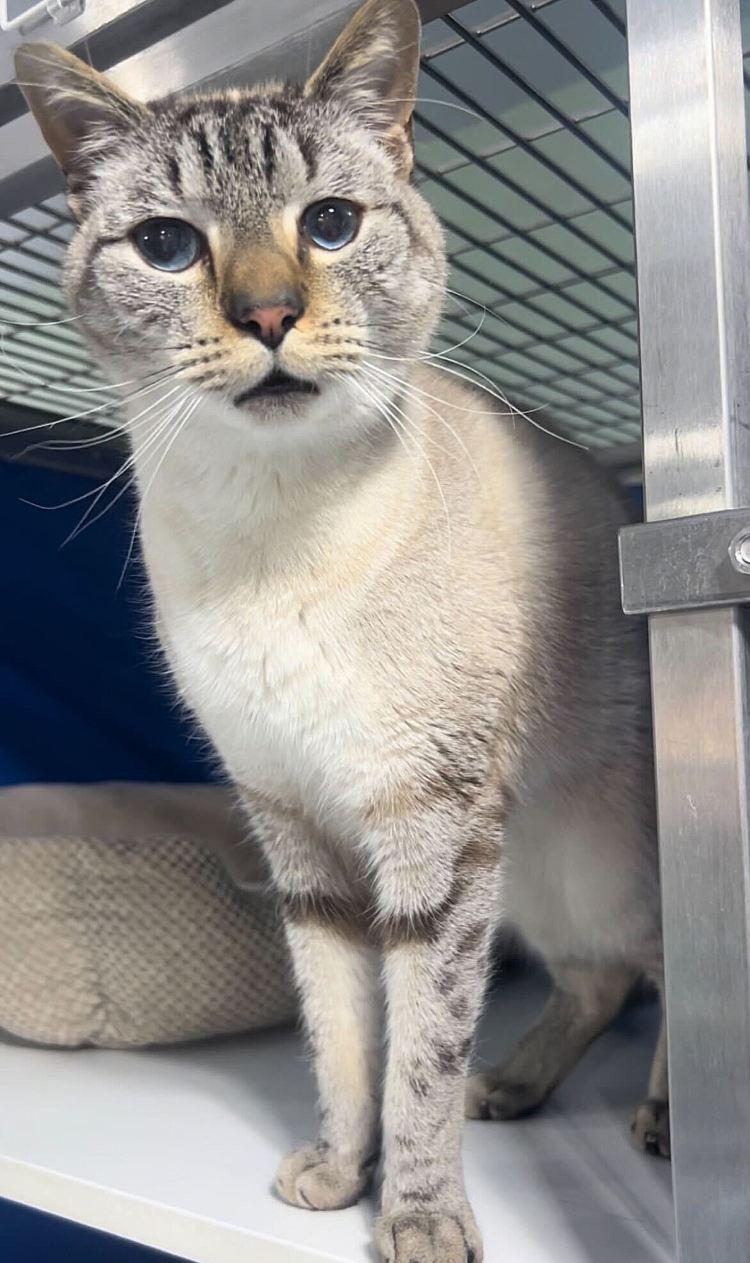 Uzumaki, a Adoptable Domestic Short Hair in Colorado Springs, CO image 2/3