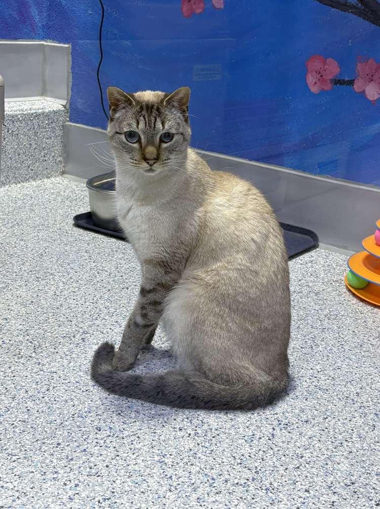 Uzumaki, a Adoptable Domestic Short Hair in Colorado Springs, CO image 3/3