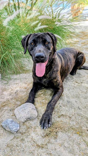 Enlarge STAR, a Adoptable mixed breed in Thousand Palms, CA image 1/1