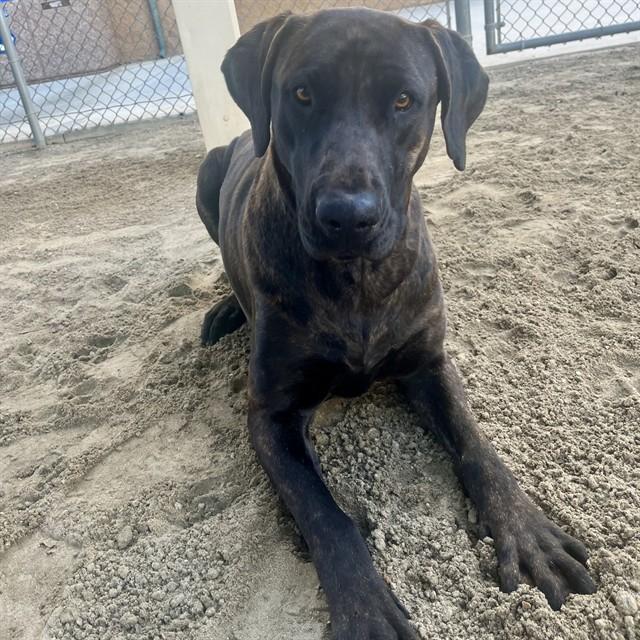 STAR — thumbnail 2