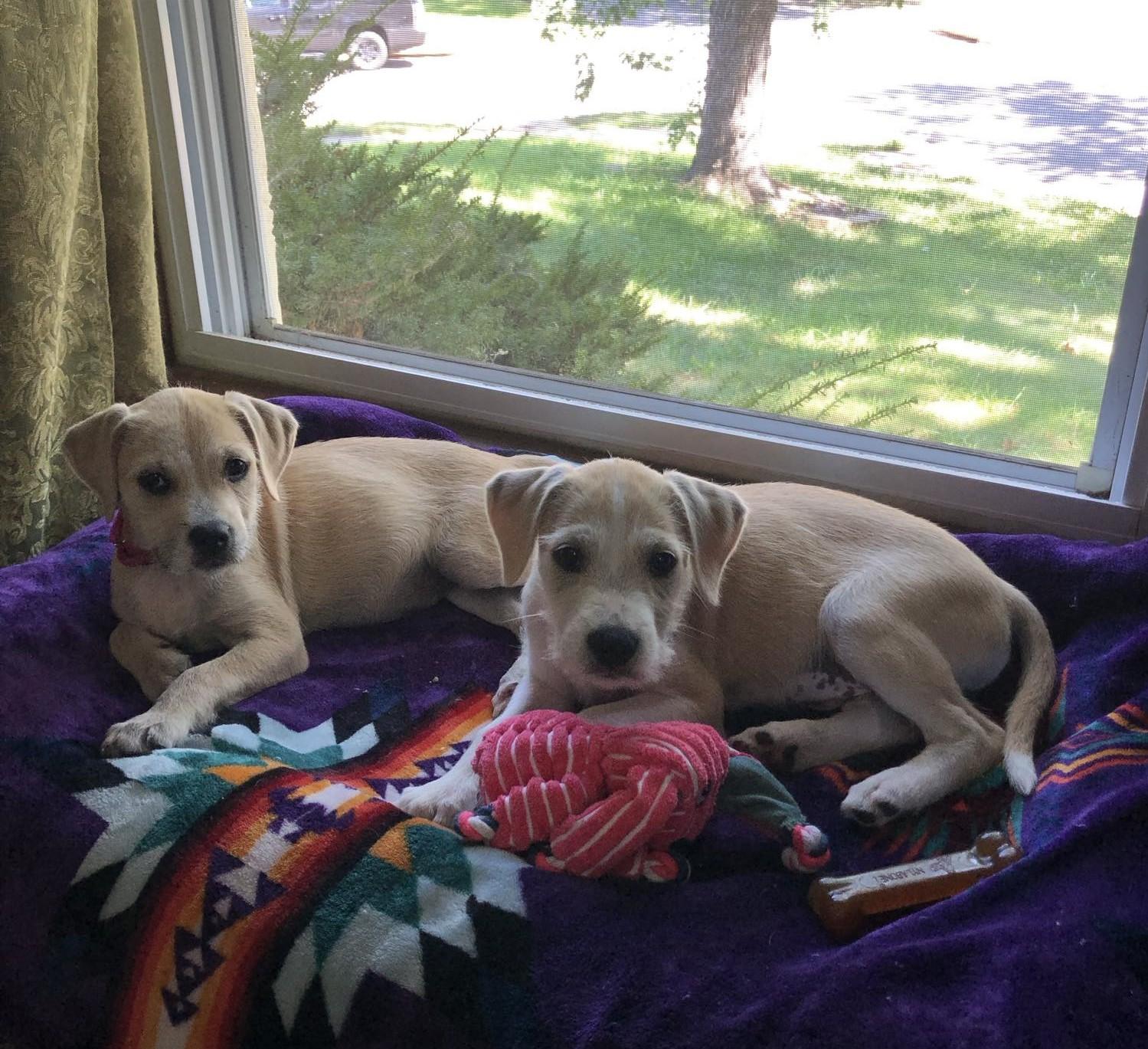 Enlarge Leila, a Adoptable mixed breed in Overland Park, KS image 5/5