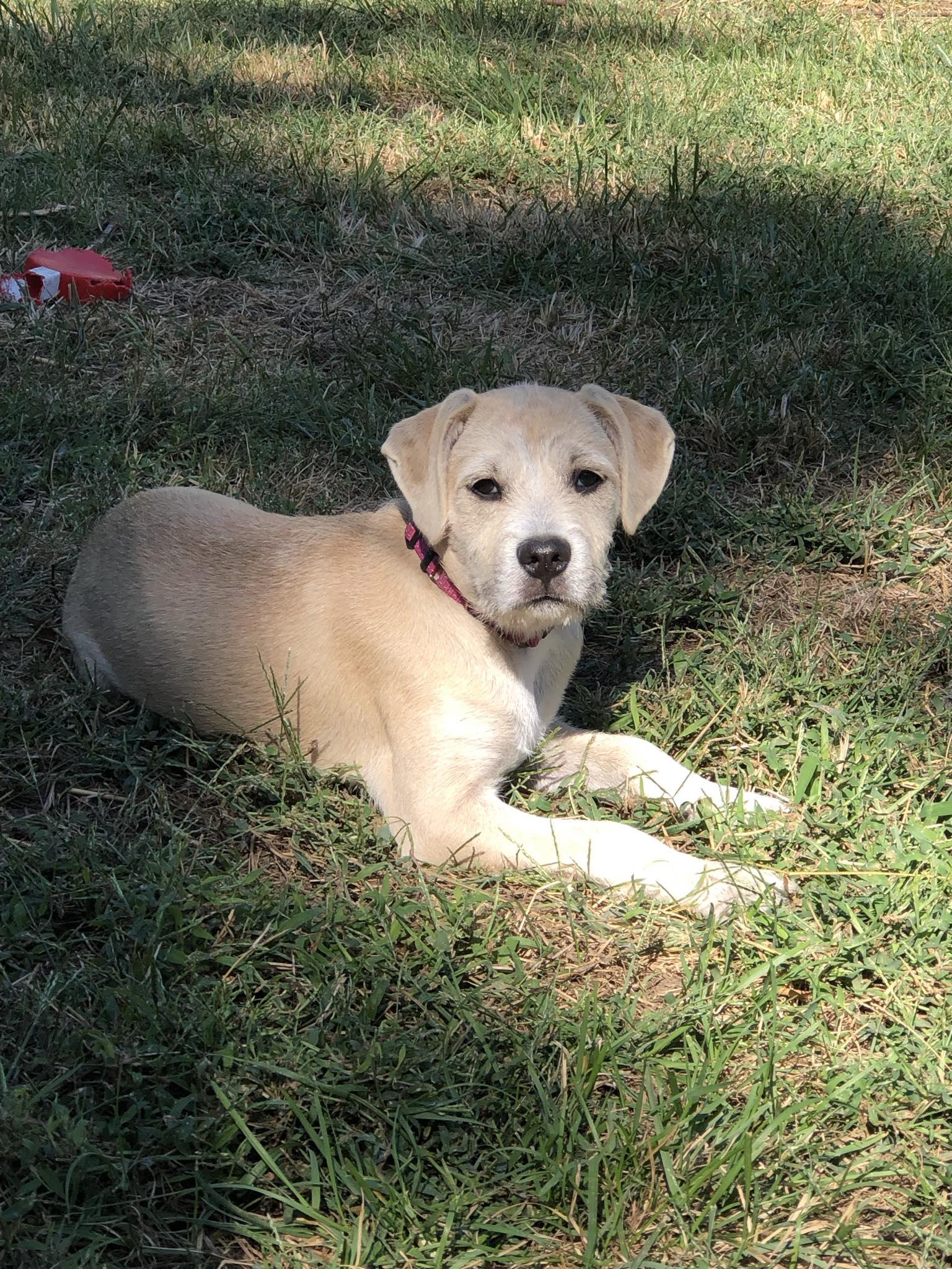 Leila, Adoptable, Puppy Female Labrador Retriever.