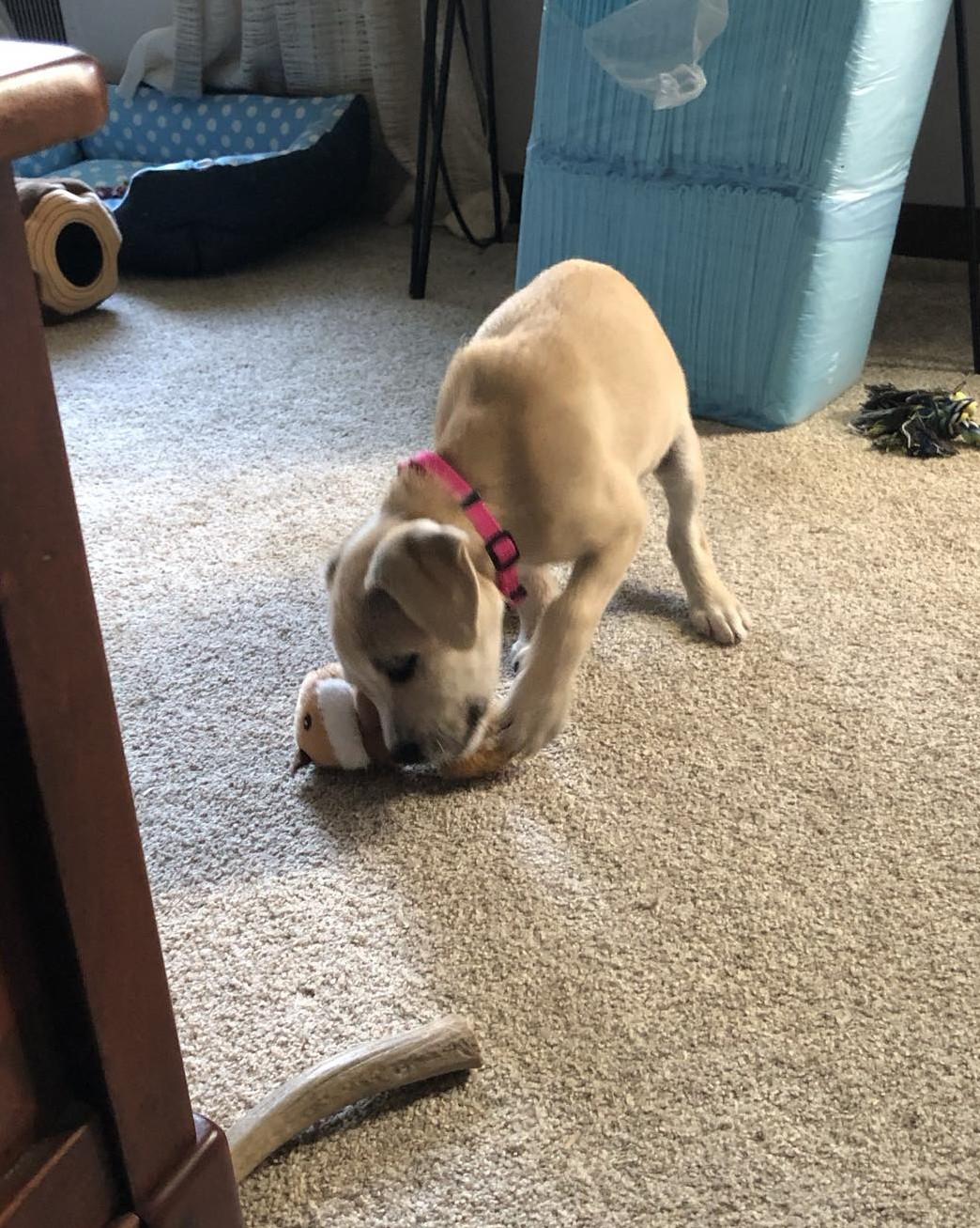 Enlarge Leila, a Adoptable mixed breed in Overland Park, KS image 4/5