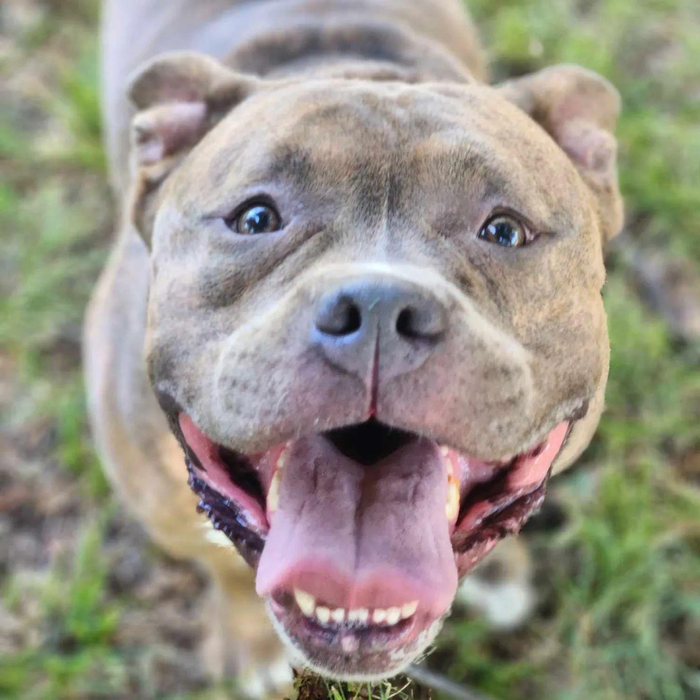 Enlarge Kiddo, a Adopted Pit Bull Terrier in Arlee, MT image 1/6