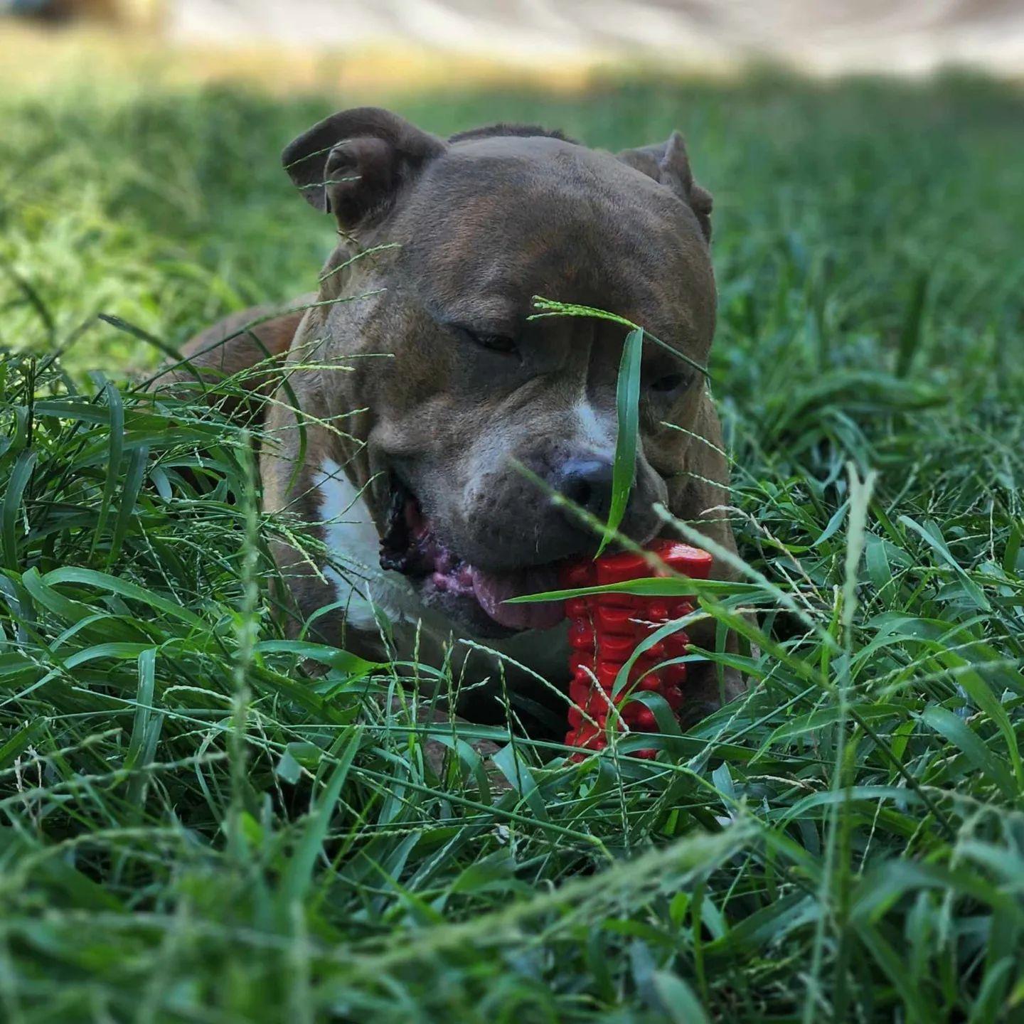 Enlarge Kiddo, a Adopted Pit Bull Terrier in Arlee, MT image 2/6