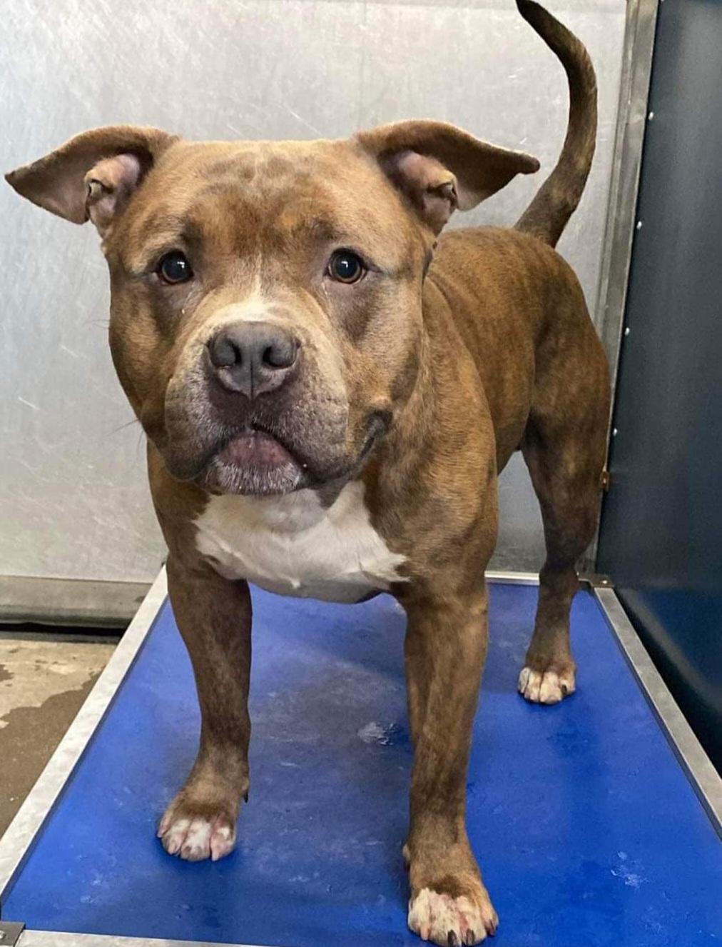 Enlarge Kiddo, a Adopted Pit Bull Terrier in Arlee, MT image 3/6