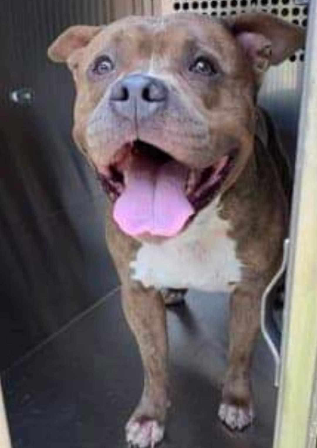 Enlarge Kiddo, a Adopted Pit Bull Terrier in Arlee, MT image 4/6