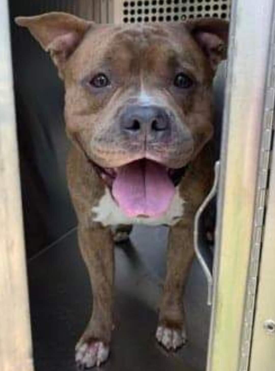Enlarge Kiddo, a Adopted Pit Bull Terrier in Arlee, MT image 5/6