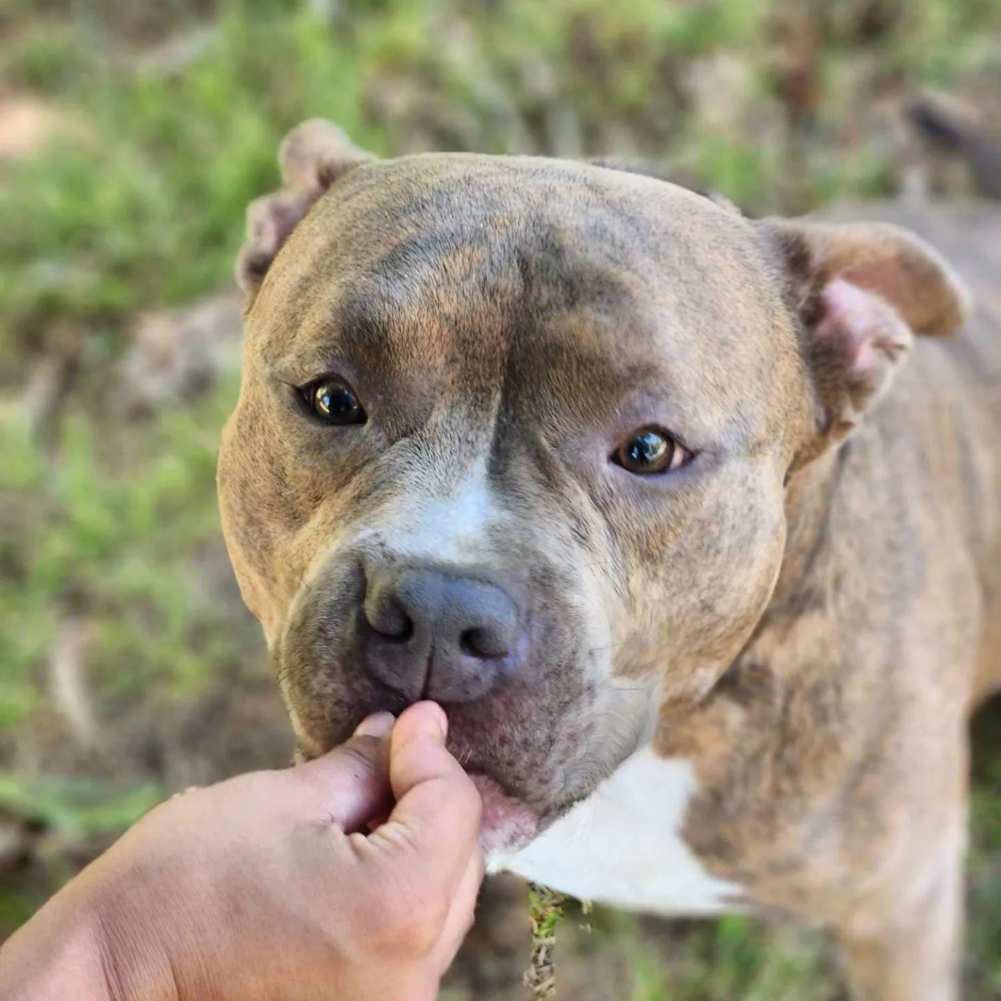 Enlarge Kiddo, a Adopted Pit Bull Terrier in Arlee, MT image 6/6