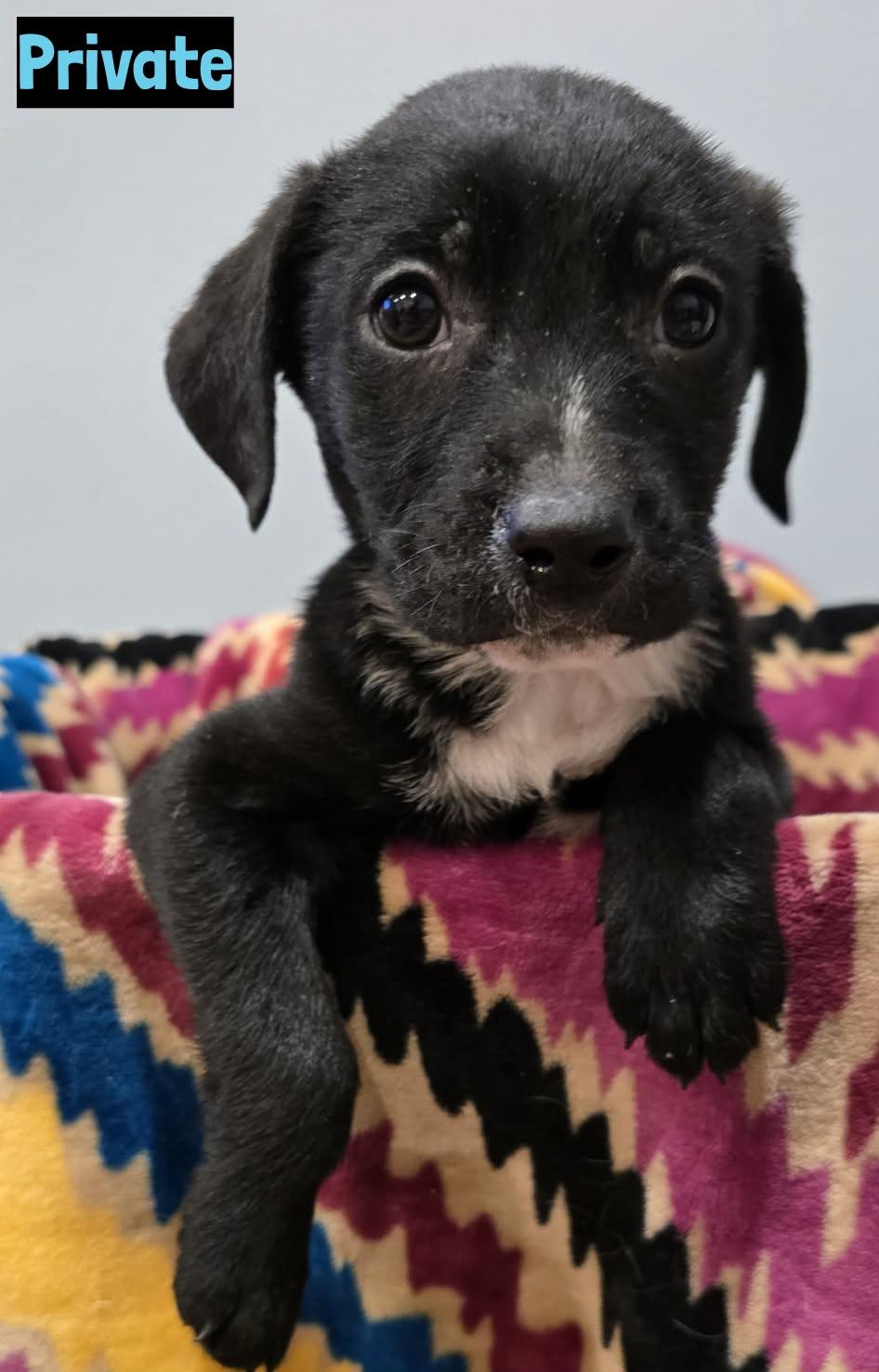 Private, adopted, Puppy Male Black Labrador Retriever.