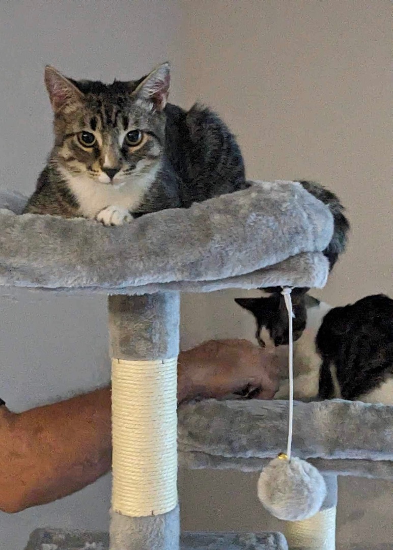 Stockings, a Adoptable Domestic Short Hair in LITTLE MOUNTAIN, SC image 1/3