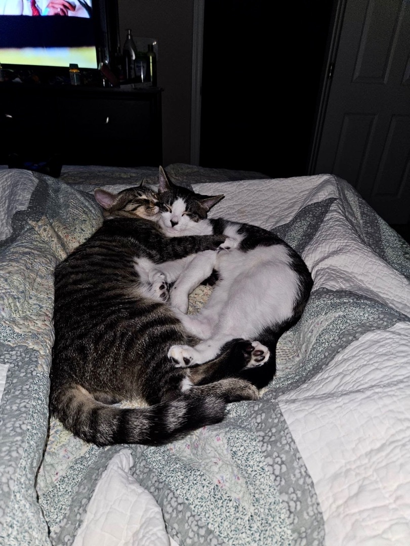 Stockings, a Adoptable Domestic Short Hair in LITTLE MOUNTAIN, SC image 2/3