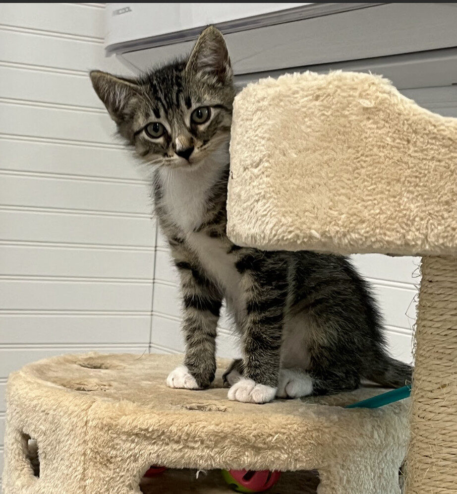 Stockings, a Adoptable Domestic Short Hair in LITTLE MOUNTAIN, SC image 3/3