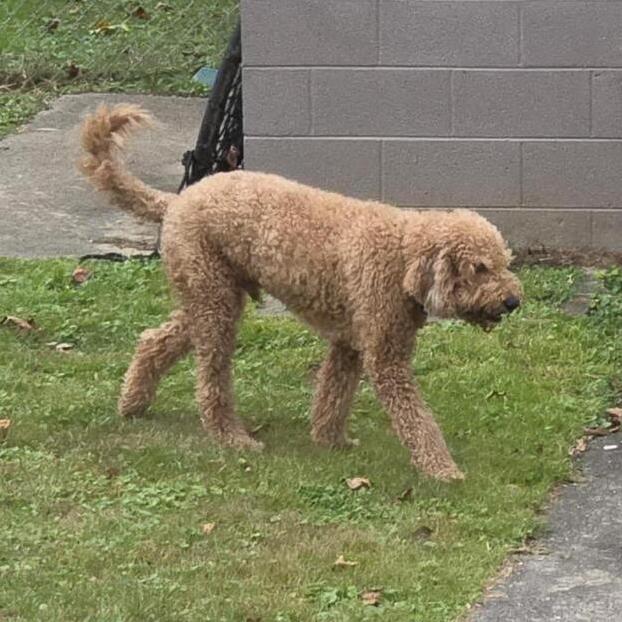 Tucker Doodle thumbnail 2