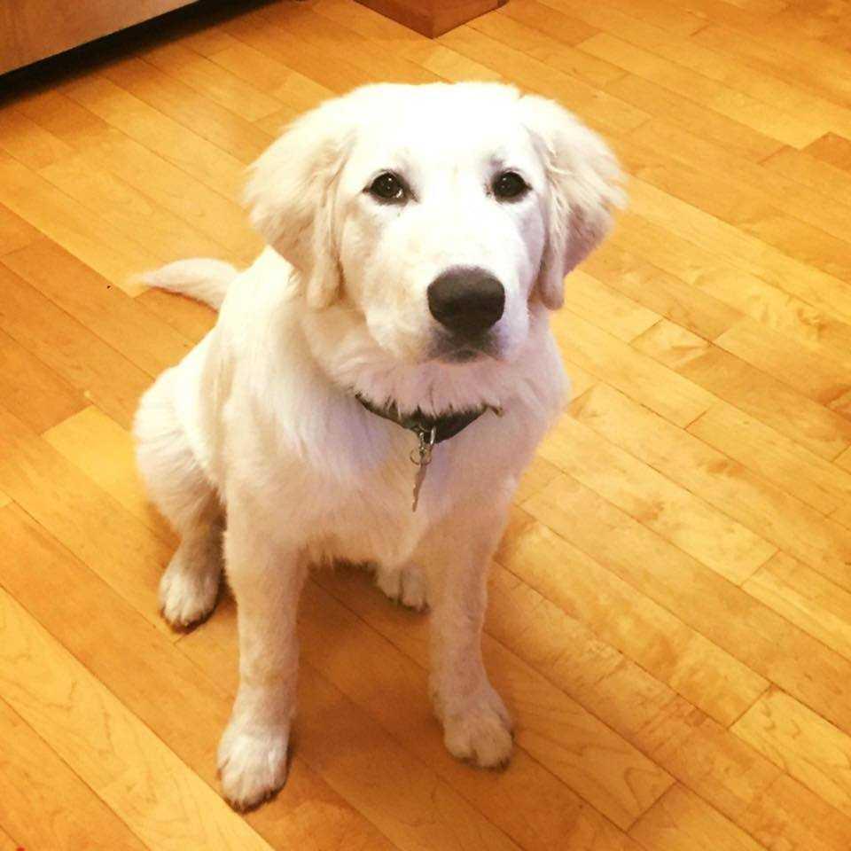 Enlarge Teddy, a Adopted mixed breed in White River Junction, VT image 1/1