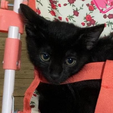 Eclipse, a Adoptable mixed breed in Hyattsville, MD image 2/5