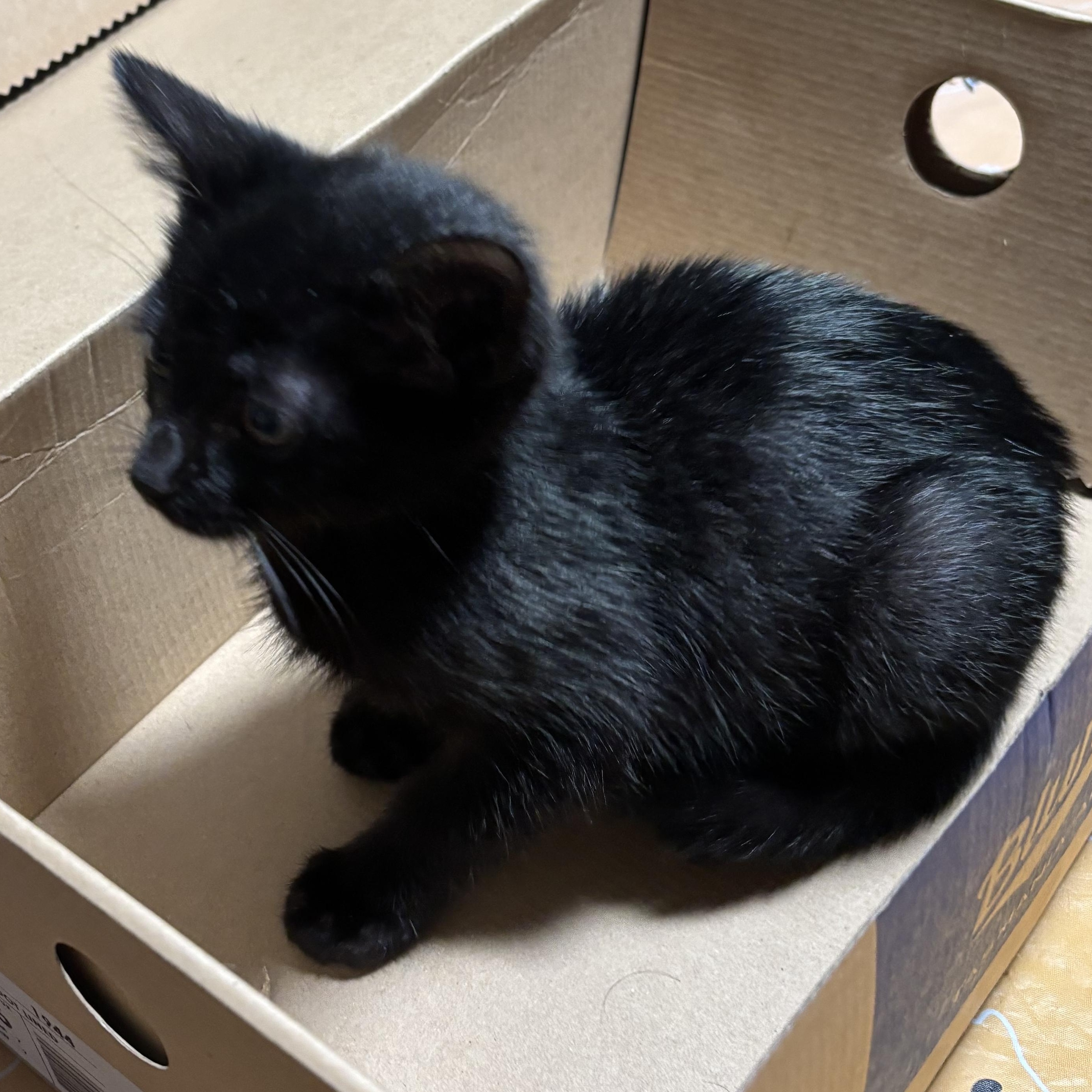 Eclipse, a Adoptable mixed breed in Hyattsville, MD image 4/5