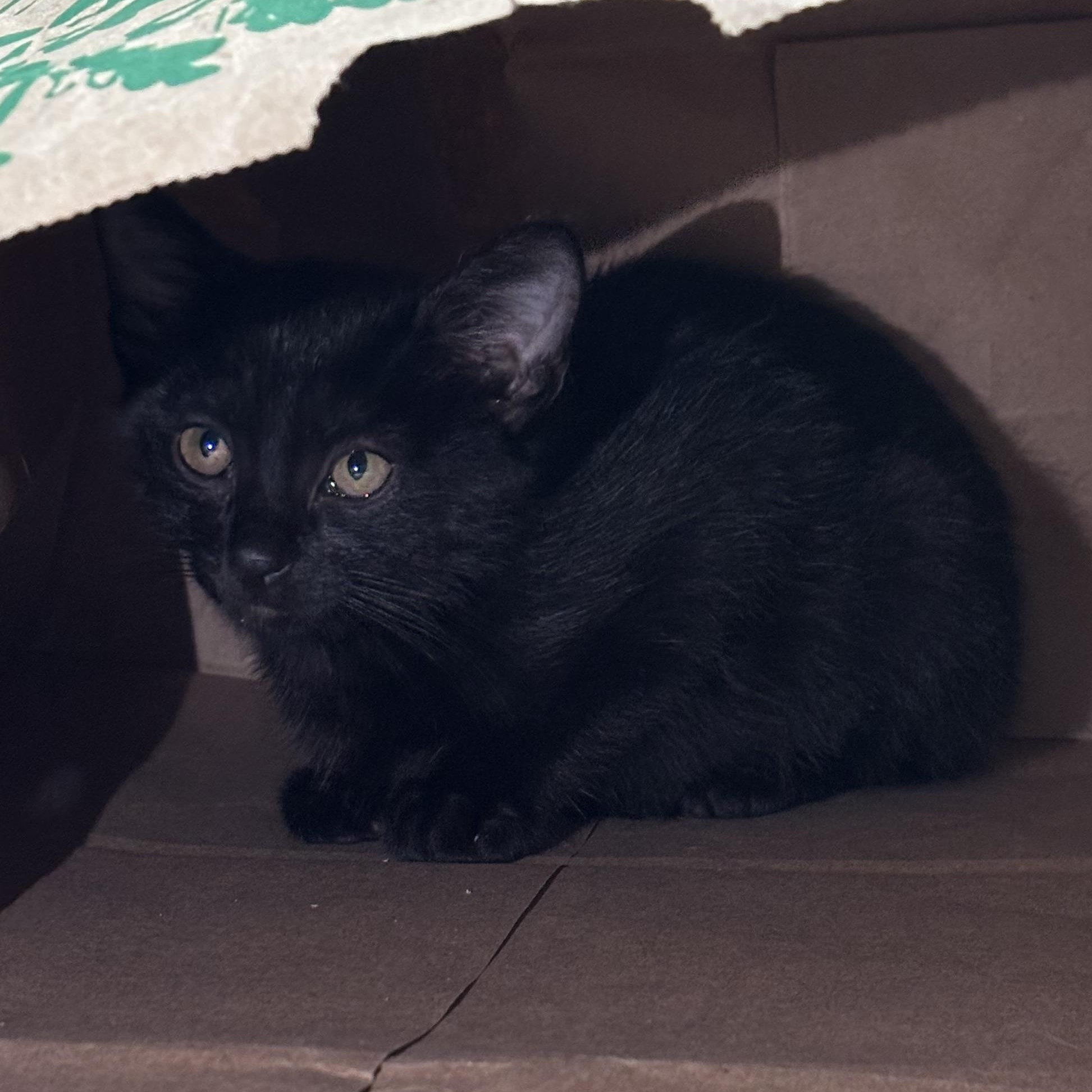 Eclipse, a Adoptable mixed breed in Hyattsville, MD image 3/5