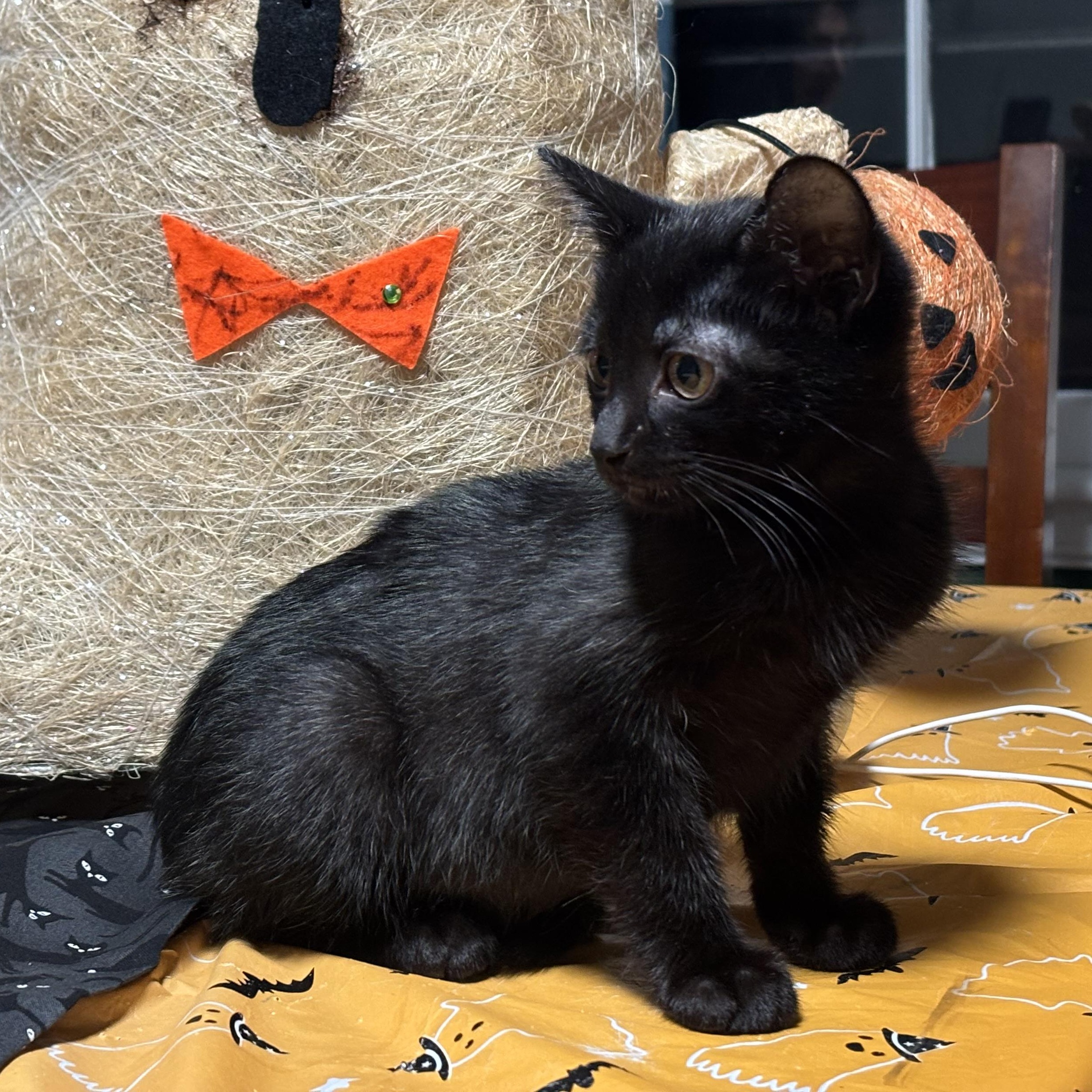 Eclipse, a Adoptable mixed breed in Hyattsville, MD image 5/5