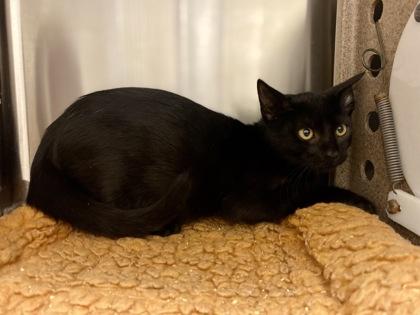 Comme Ca, Adoptable, Kitten Male Domestic Short Hair & Domestic Short Hair.