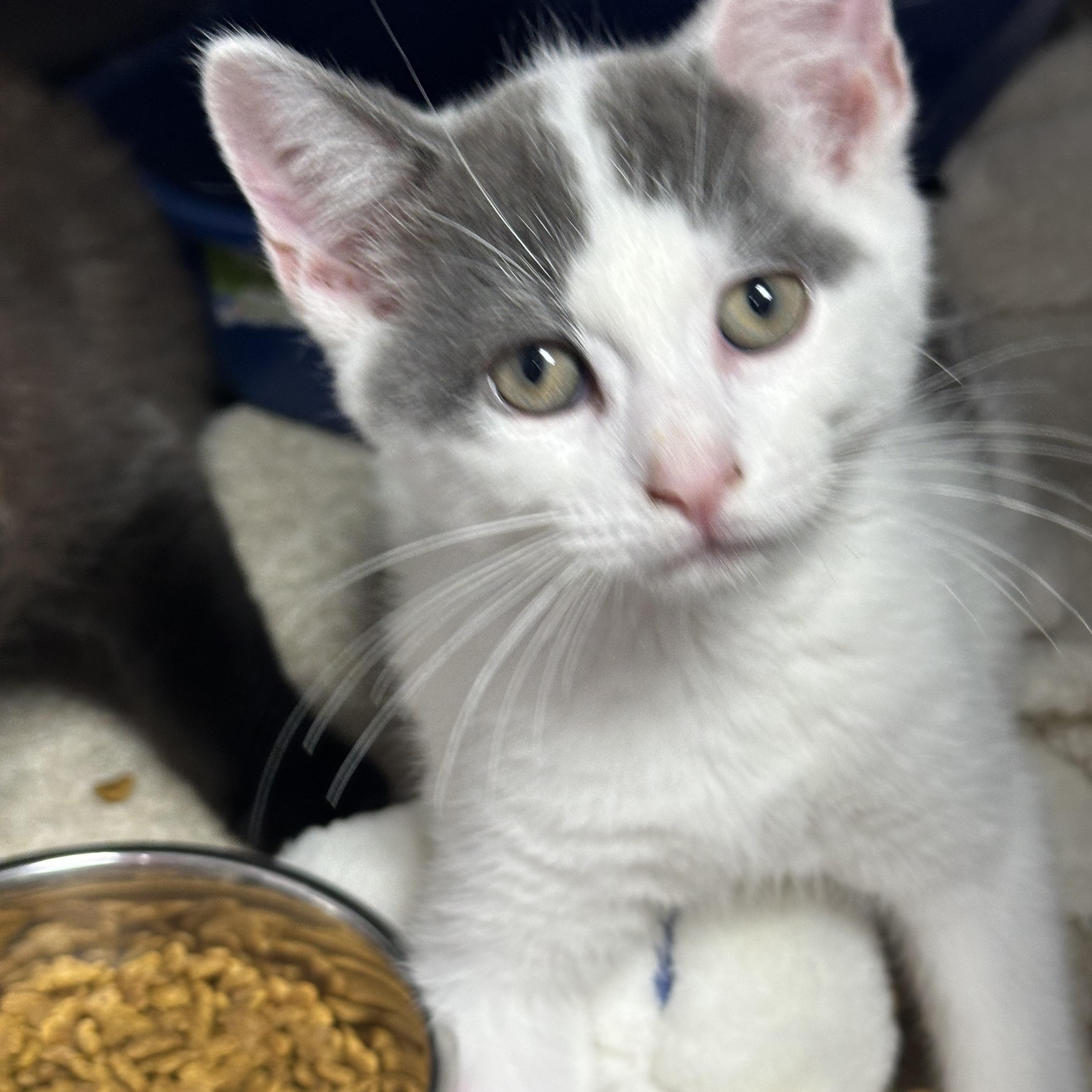 Enlarge Midnight and Magic-, a ADOPTABLE Domestic Short Hair in Clifton, NJ image 6/6