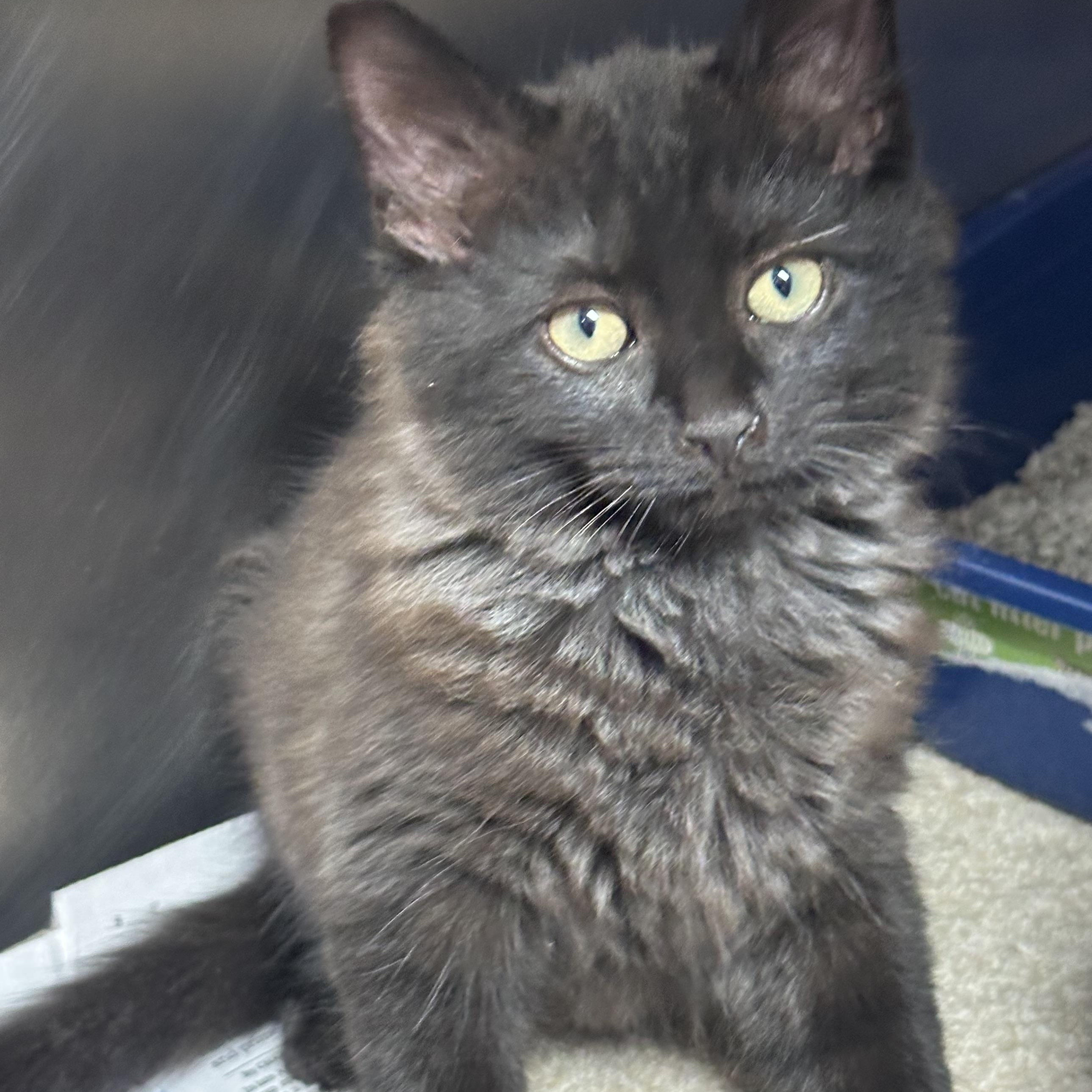 Enlarge Midnight and Magic-, a ADOPTABLE Domestic Short Hair in Clifton, NJ image 5/6