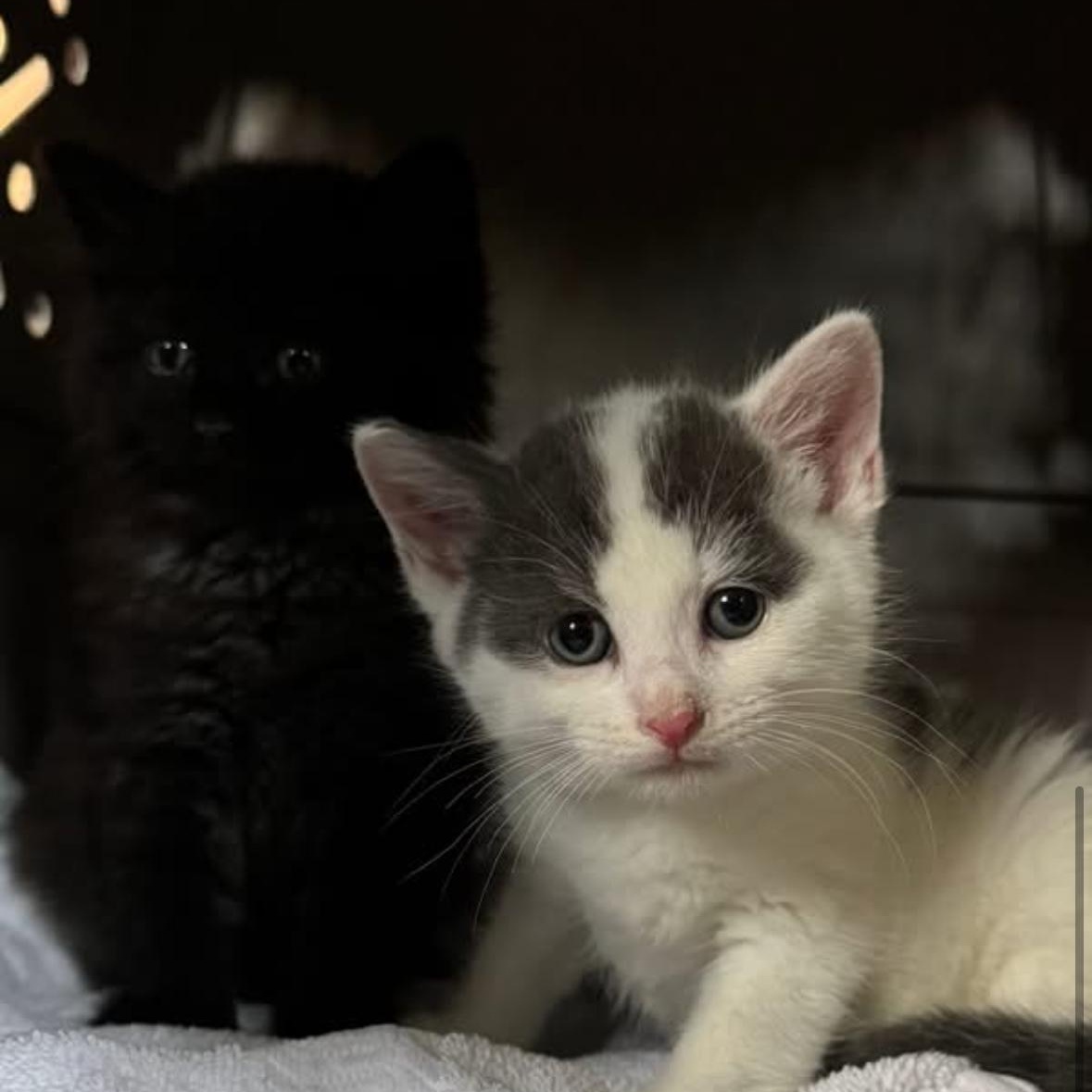Midnight and Magic- Foster Care- Almost Ready as a Bonded Pair, a ADOPTABLE Domestic Short Hair in Clifton, NJ image 1/3