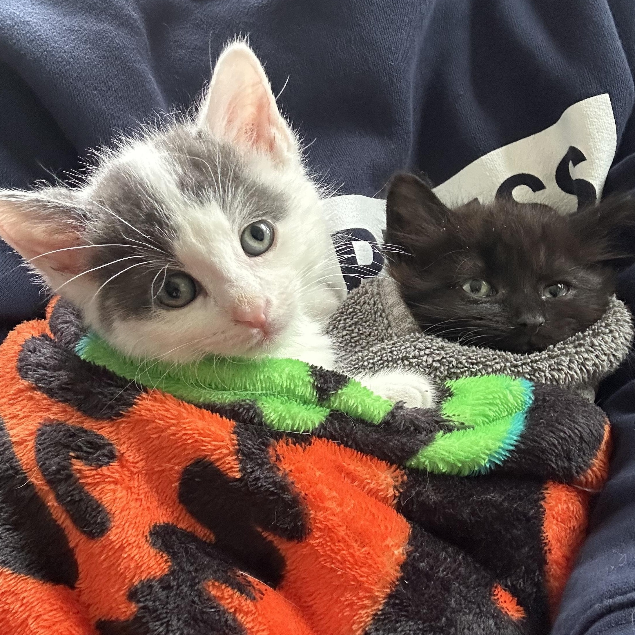Midnight and Magic-, ADOPTABLE, Kitten Male Domestic Short Hair.
