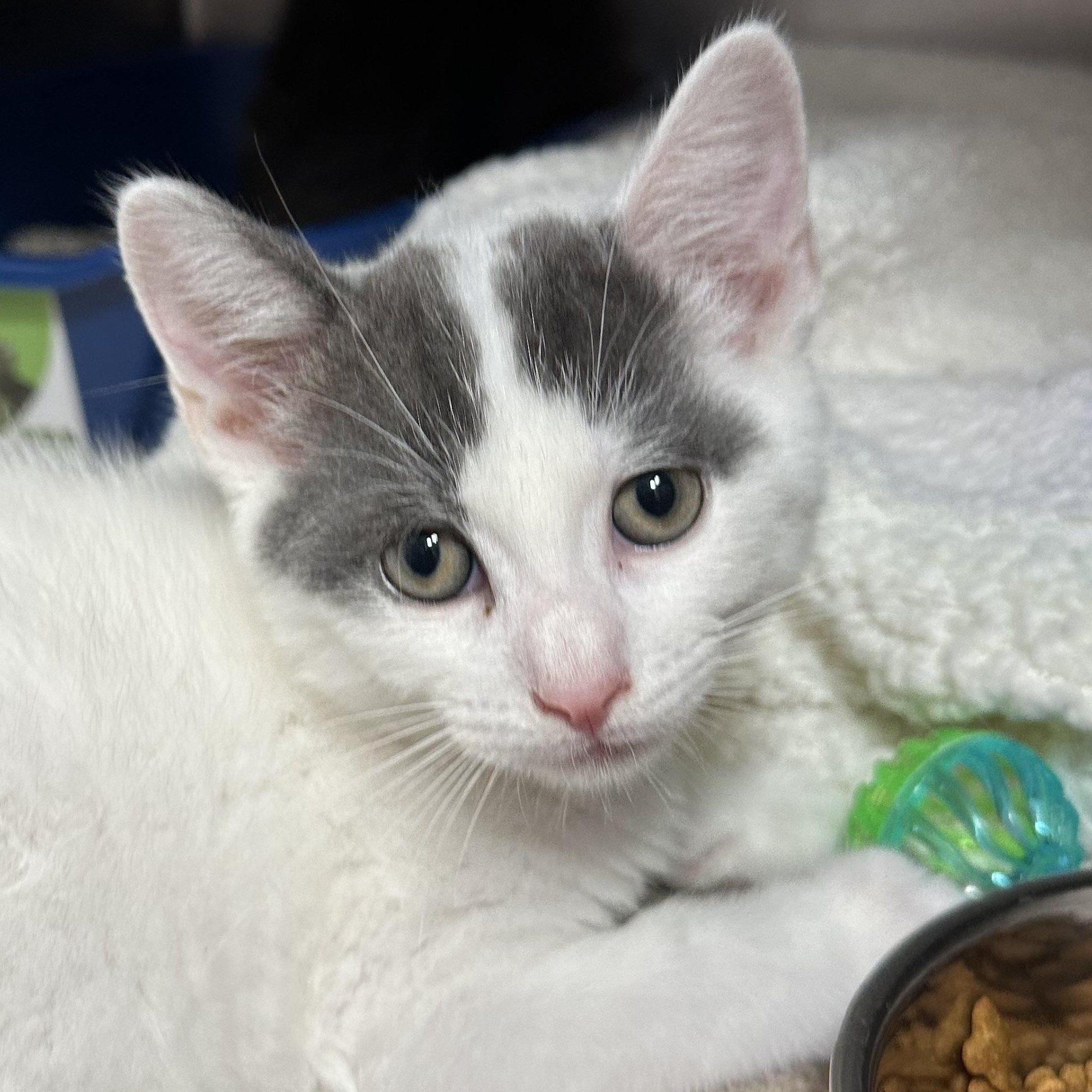 Midnight and Magic-, a ADOPTABLE Domestic Short Hair in Clifton, NJ image 5/6