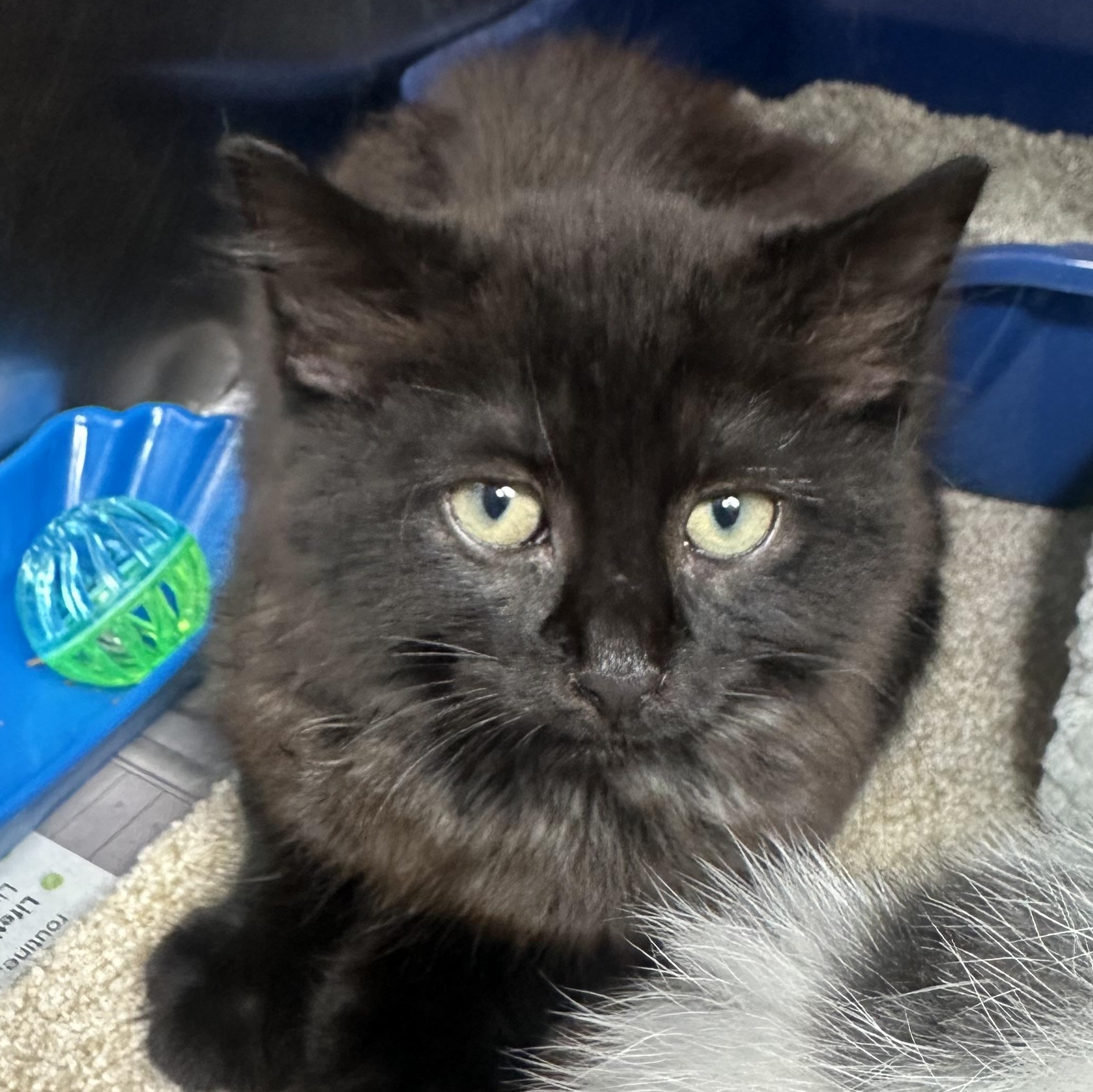 Midnight and Magic-, a ADOPTABLE Domestic Short Hair in Clifton, NJ image 6/6