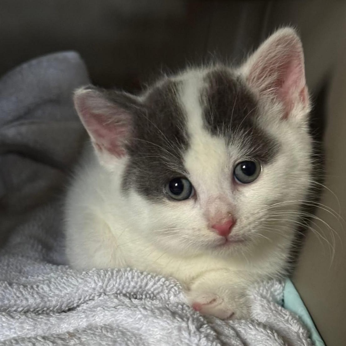 Midnight and Magic- Foster Care- Almost Ready as a Bonded Pair, a ADOPTABLE Domestic Short Hair in Clifton, NJ image 3/3